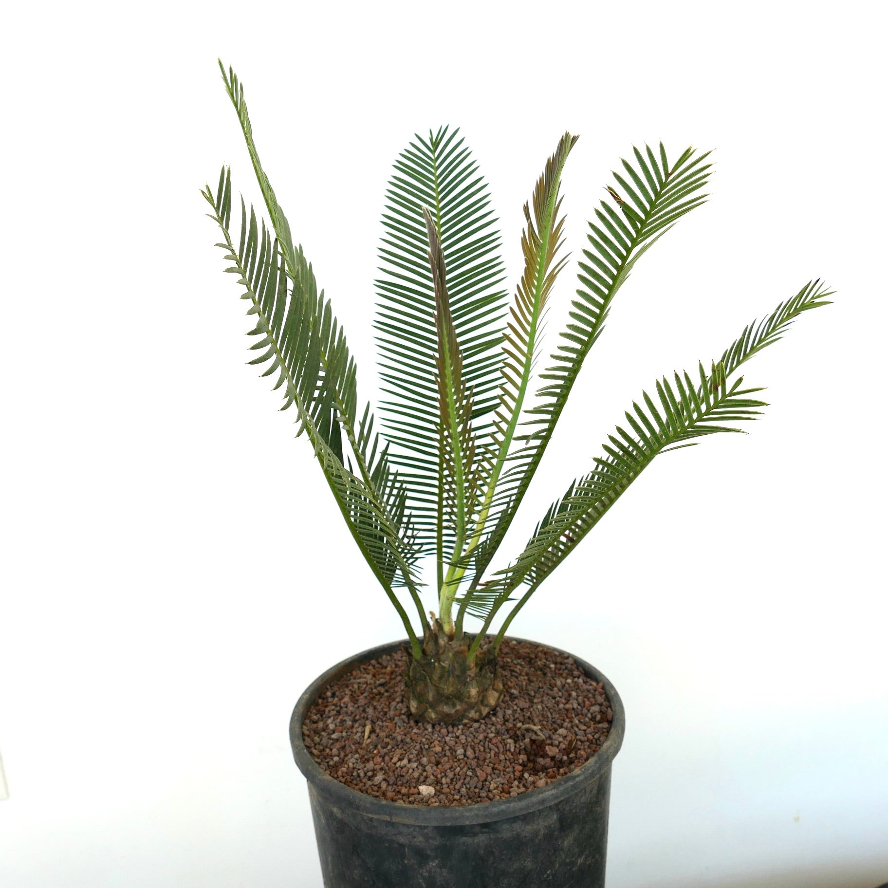 Dioon anustifolium small caudex cycad with slender green pinnate leaves in black pot