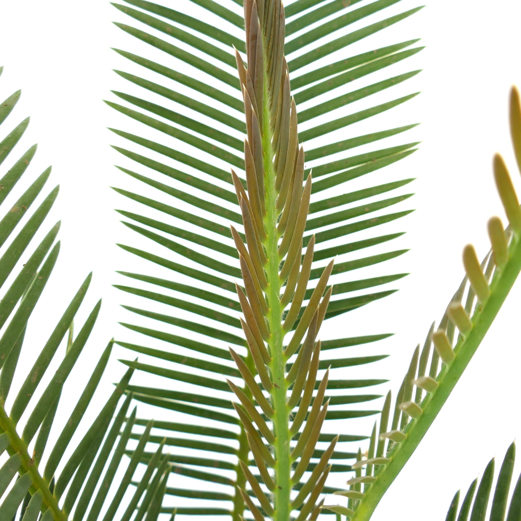 Dioon anustifolium young fresh green cycad leaves with sharp leaflets close-up
