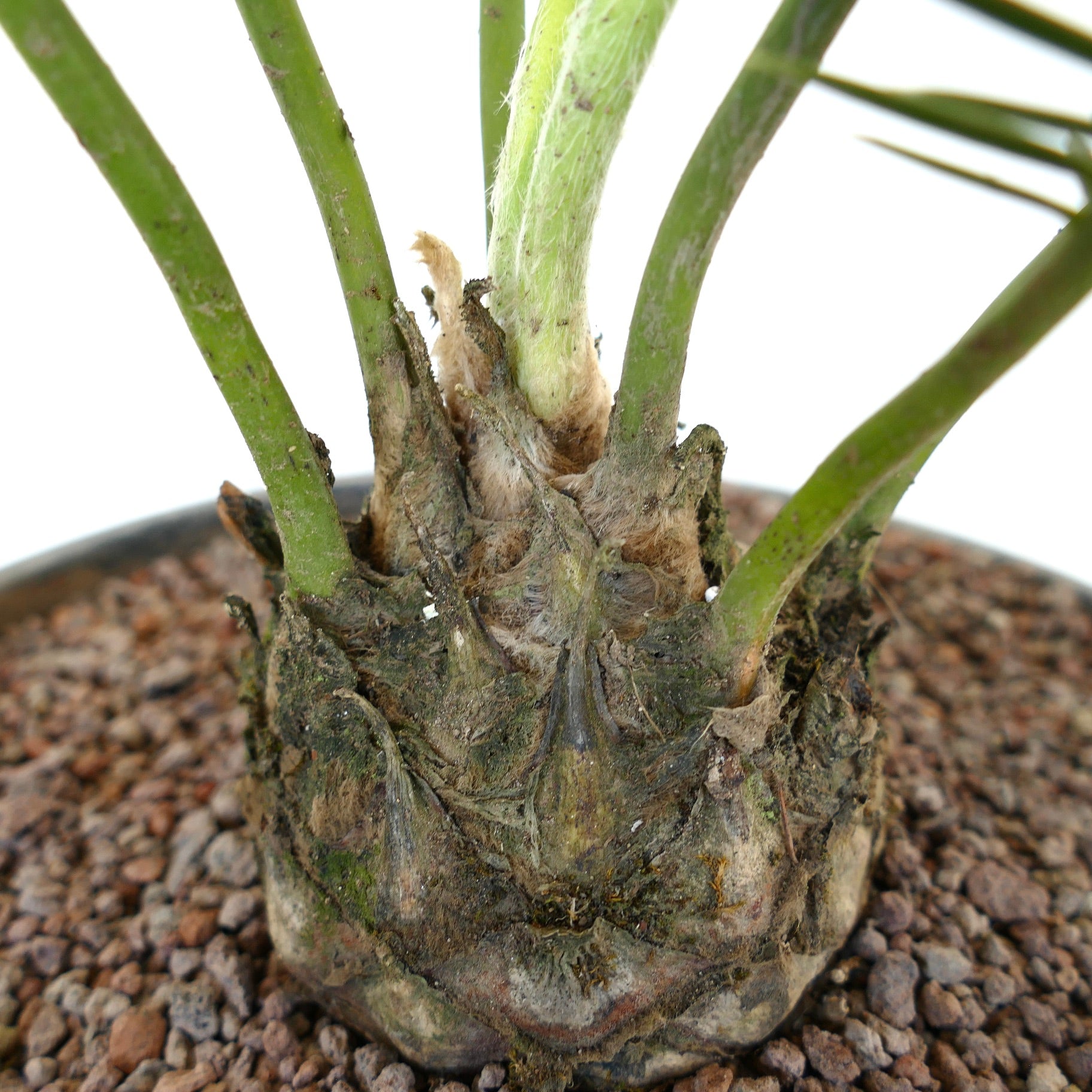 Dioon anustifolium caudex with thick green stems and textured rough base in soil