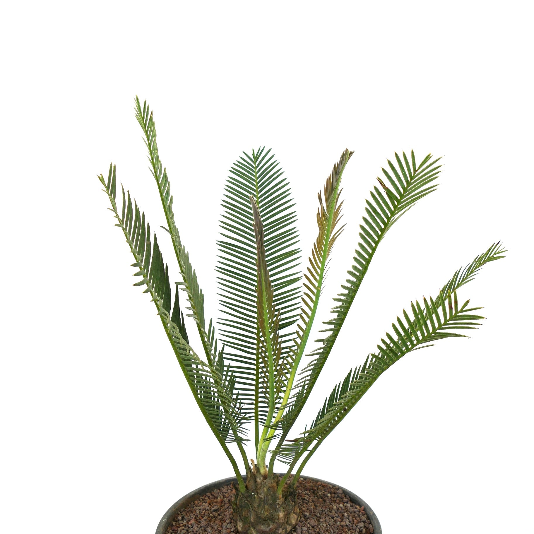 Dioon anustifolium rare caudex cycad with long slender green fronds in pot