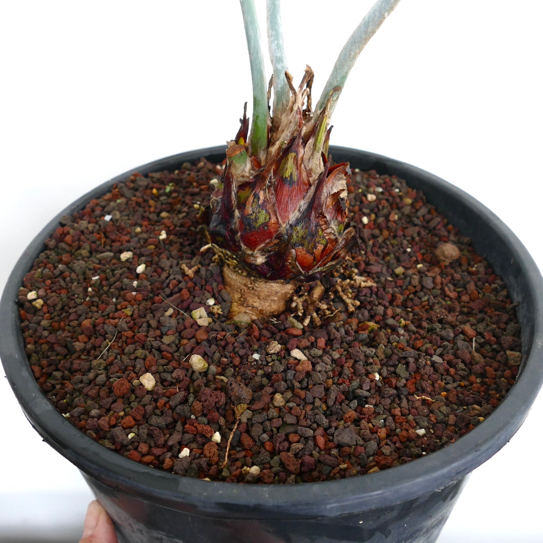 ディオーン・カリファノイ | 珍しいソテツ | Botanical Archive | 今