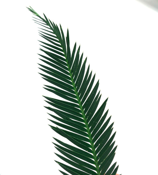 Dioon califanoi