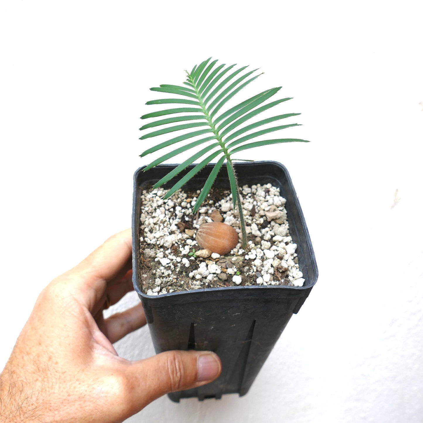 Dioon caputoi young seedling with slender green leaflets in black nursery pot