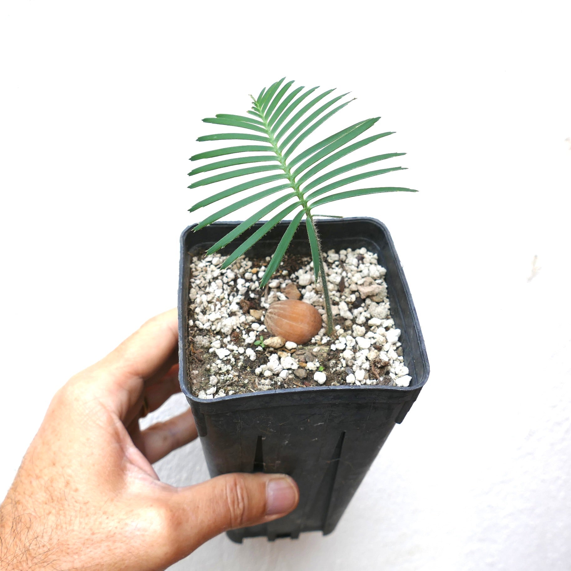 Dioon caputoi young seedling with slender green leaflets in black nursery pot