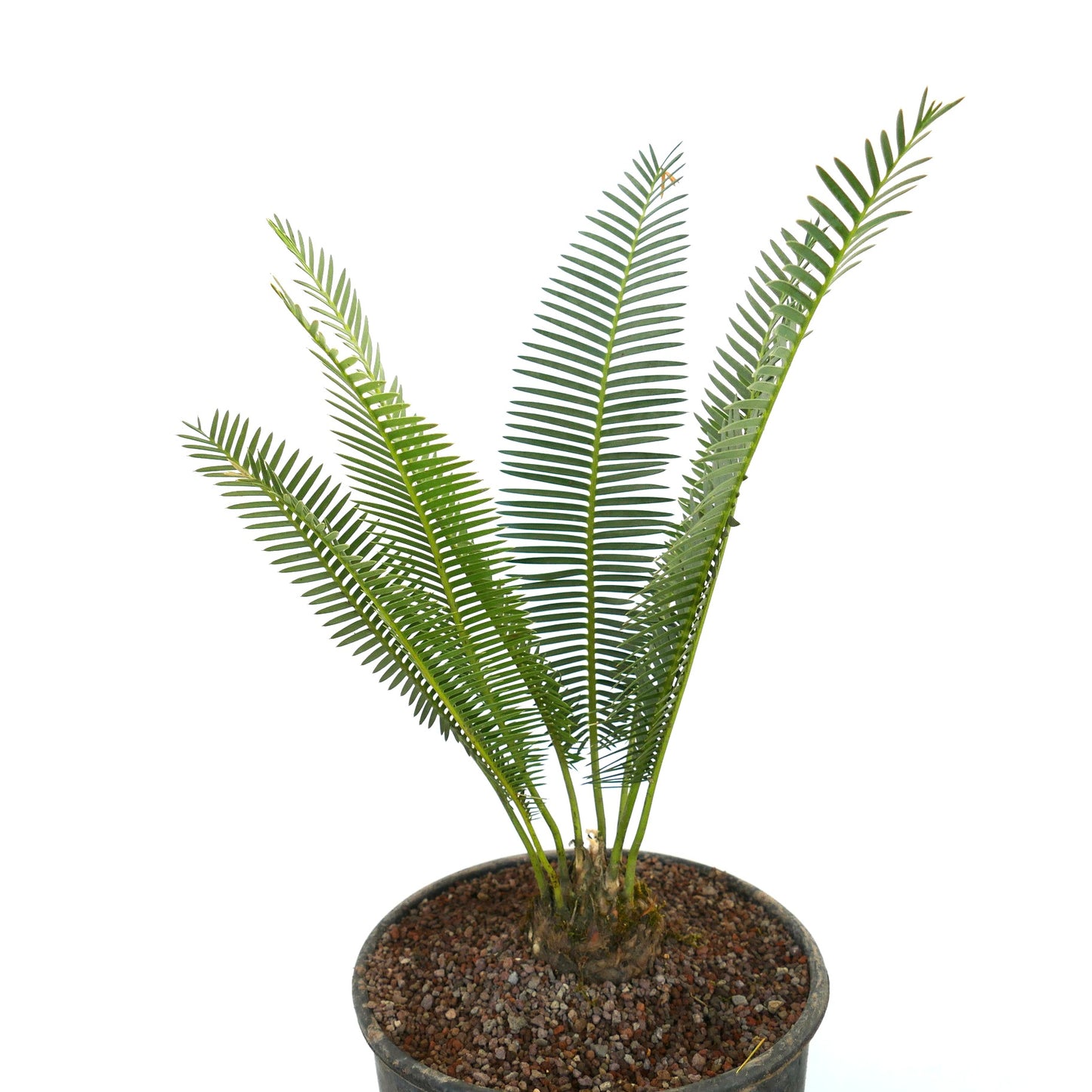 Dioon edule green pinnate leaves with thick caudex succulent plant in pot