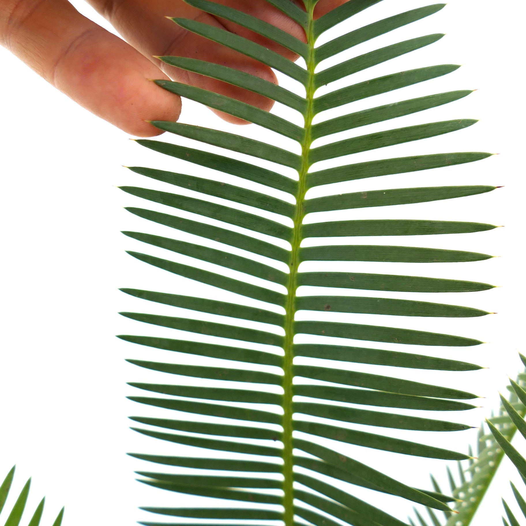 Dioon edule close-up of green pinnate leaves with pointed tips and smooth texture