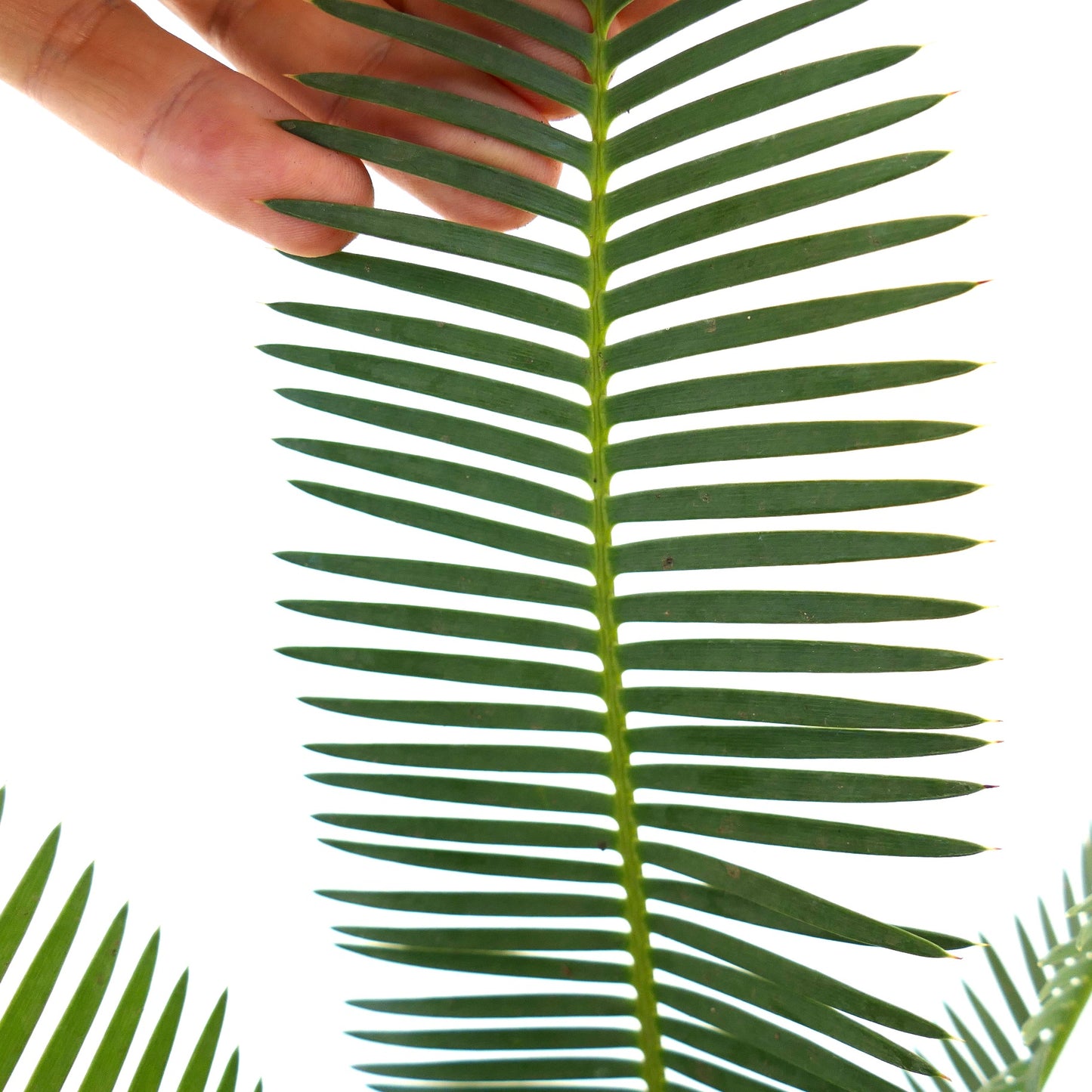 Dioon edule lush green pinnate leaves with narrow leaflets and smooth texture