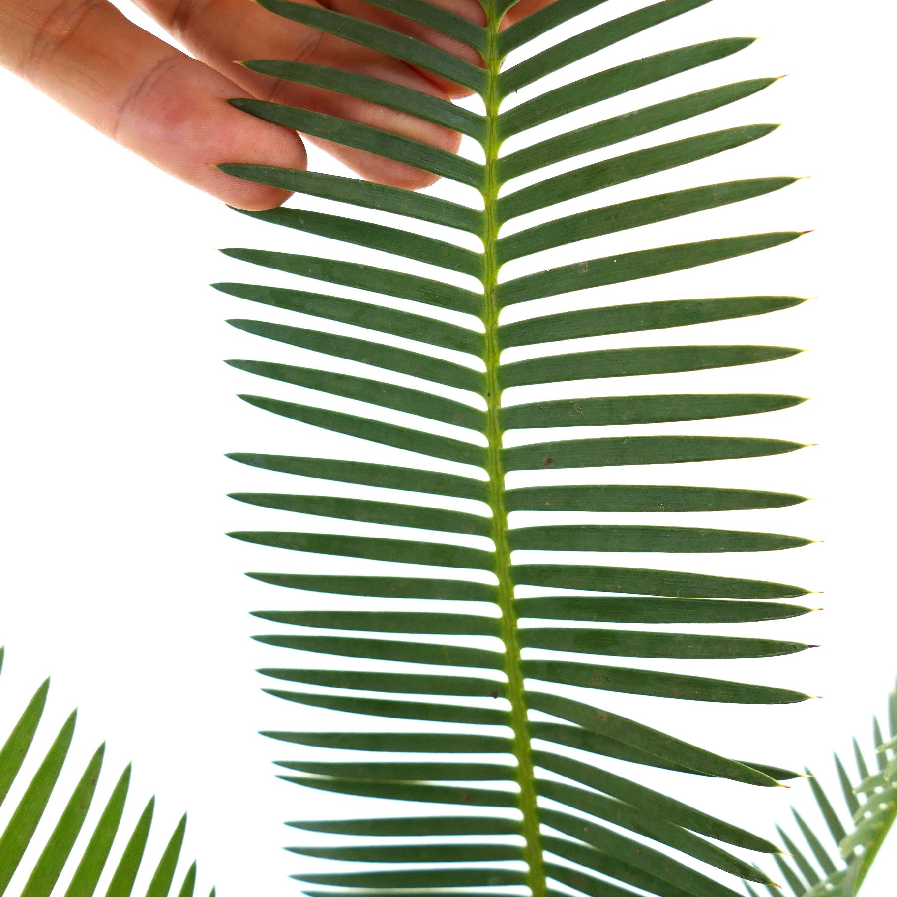 Dioon edule lush green pinnate leaves with narrow leaflets and smooth texture