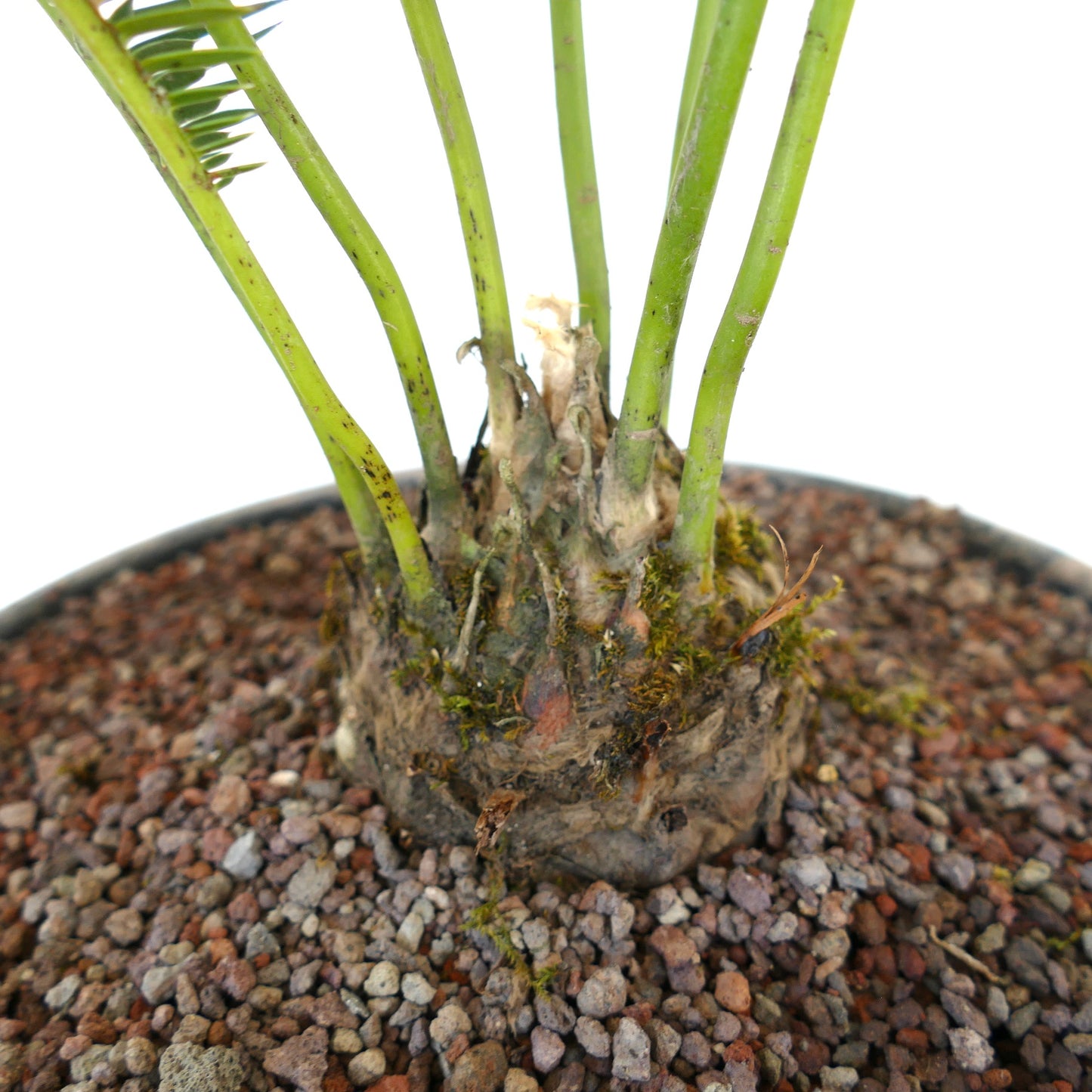 Dioon edule succulent caudex with thick green stems and textured base in rocky soil