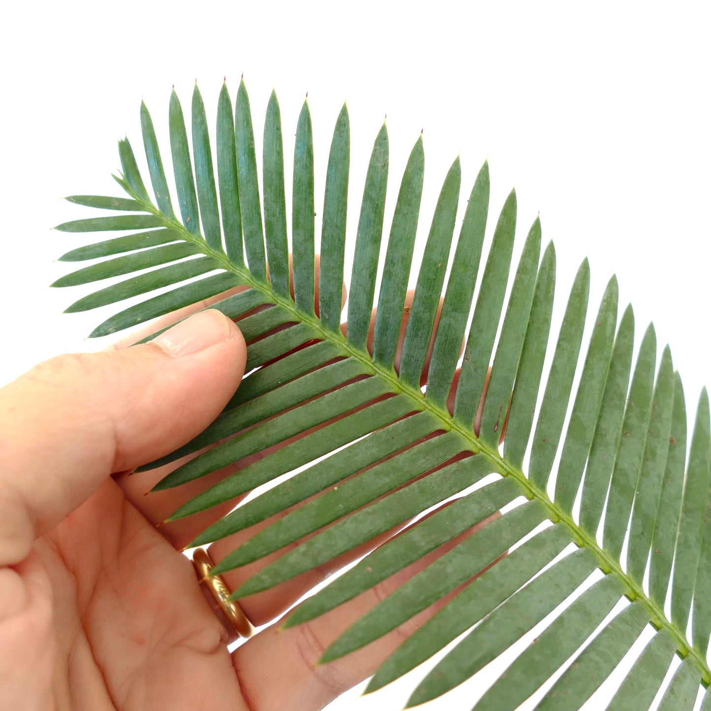 Dioon edule schlanke grüne Blättchen mit spitzen Spitzen und glatter Textur Nahaufnahme