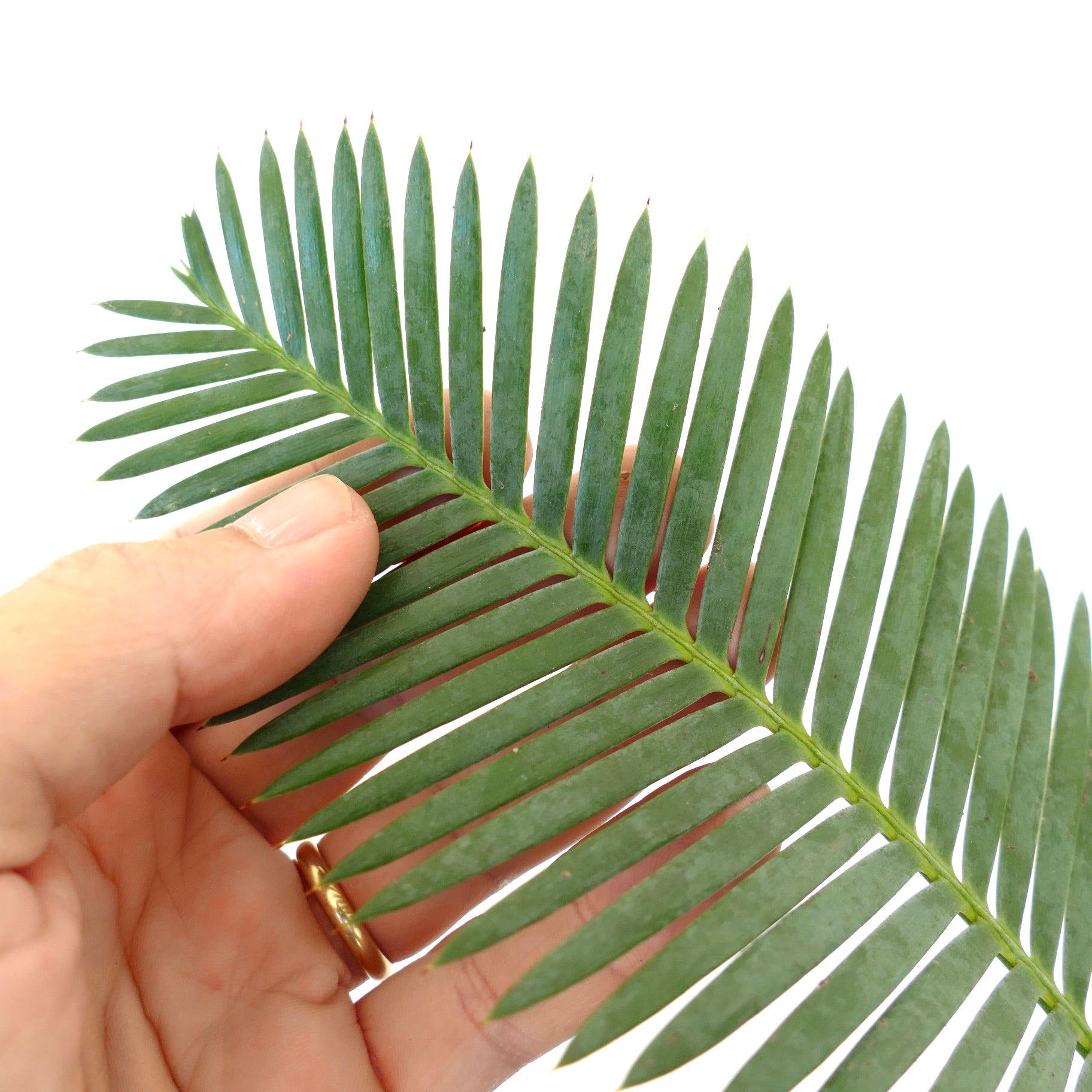 Dioon edule schlanke grüne Blättchen mit spitzen Spitzen und glatter Textur Nahaufnahme