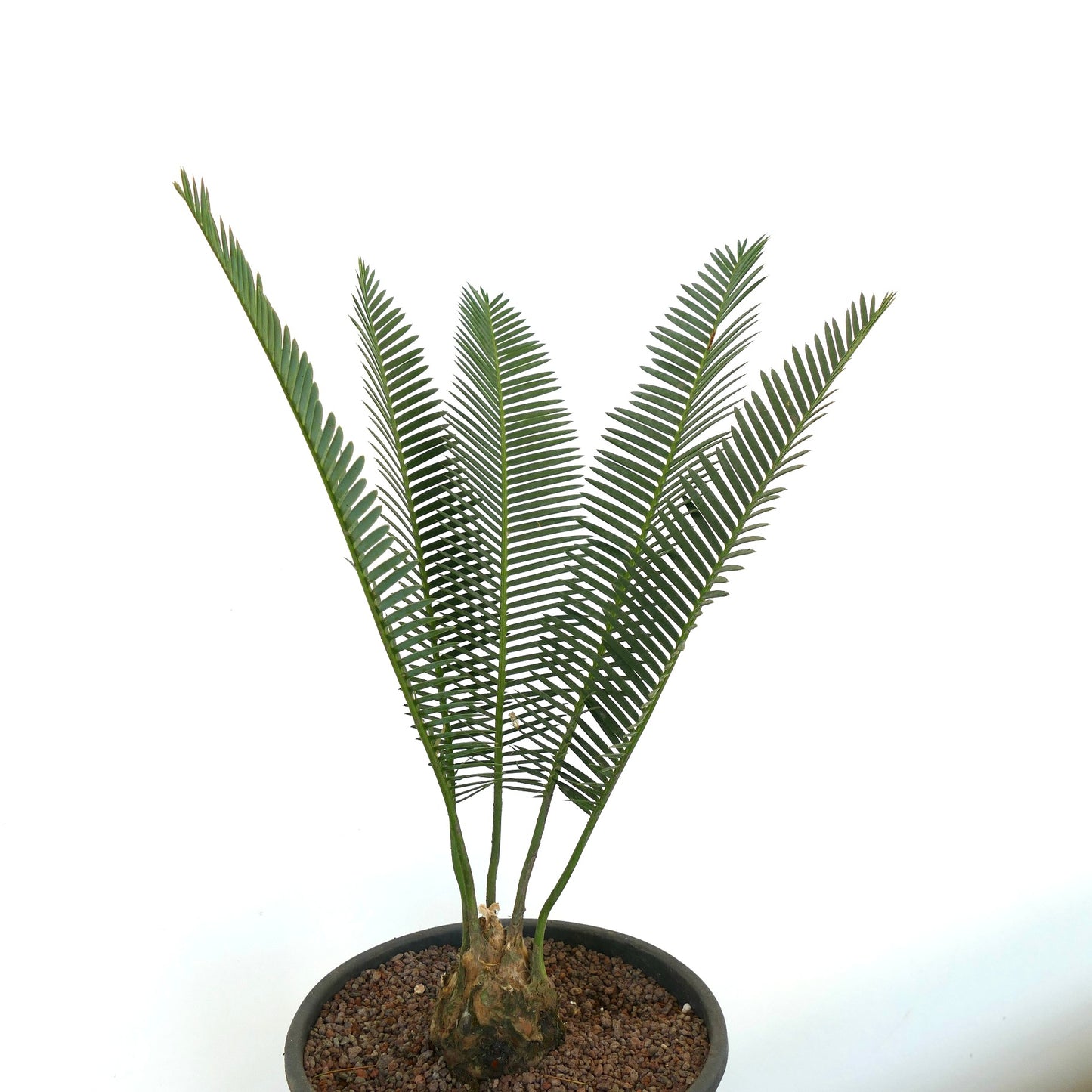 Dioon edule seltener Sagopalm mit schlanken grünen Blättchen und dickem Caudex im Topf