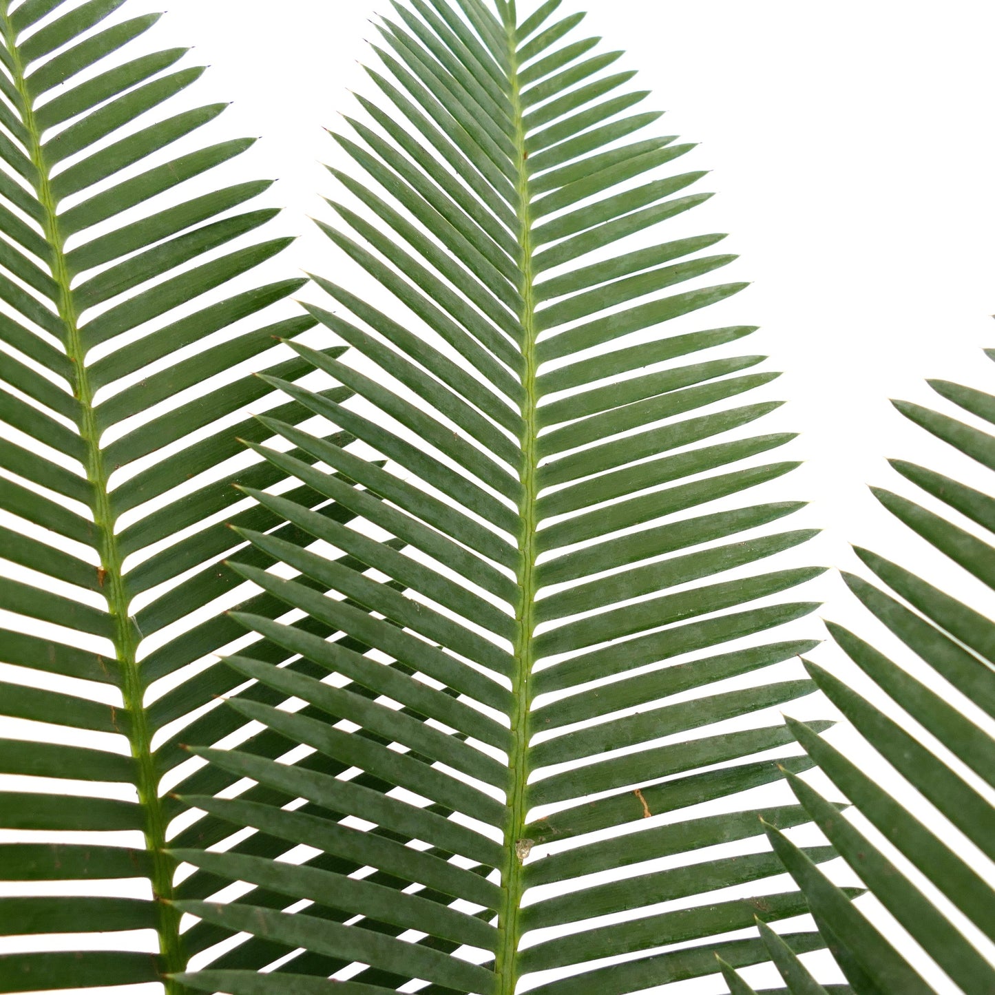 Dioon edule üppig grüne gefiederte Blätter mit fester, glänzender Textur und scharfen Spitzen