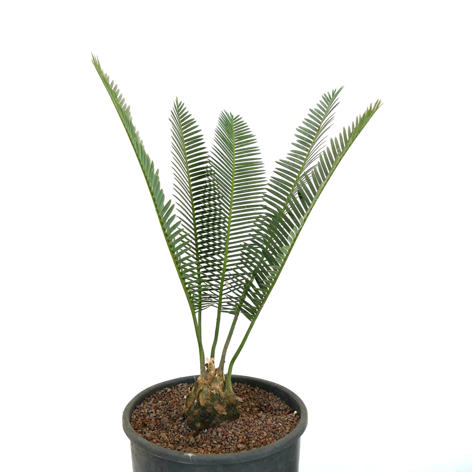 Dioon edule mit schlanken grünen Blättchen und strukturiertem dickem Caudex im schwarzen Topf