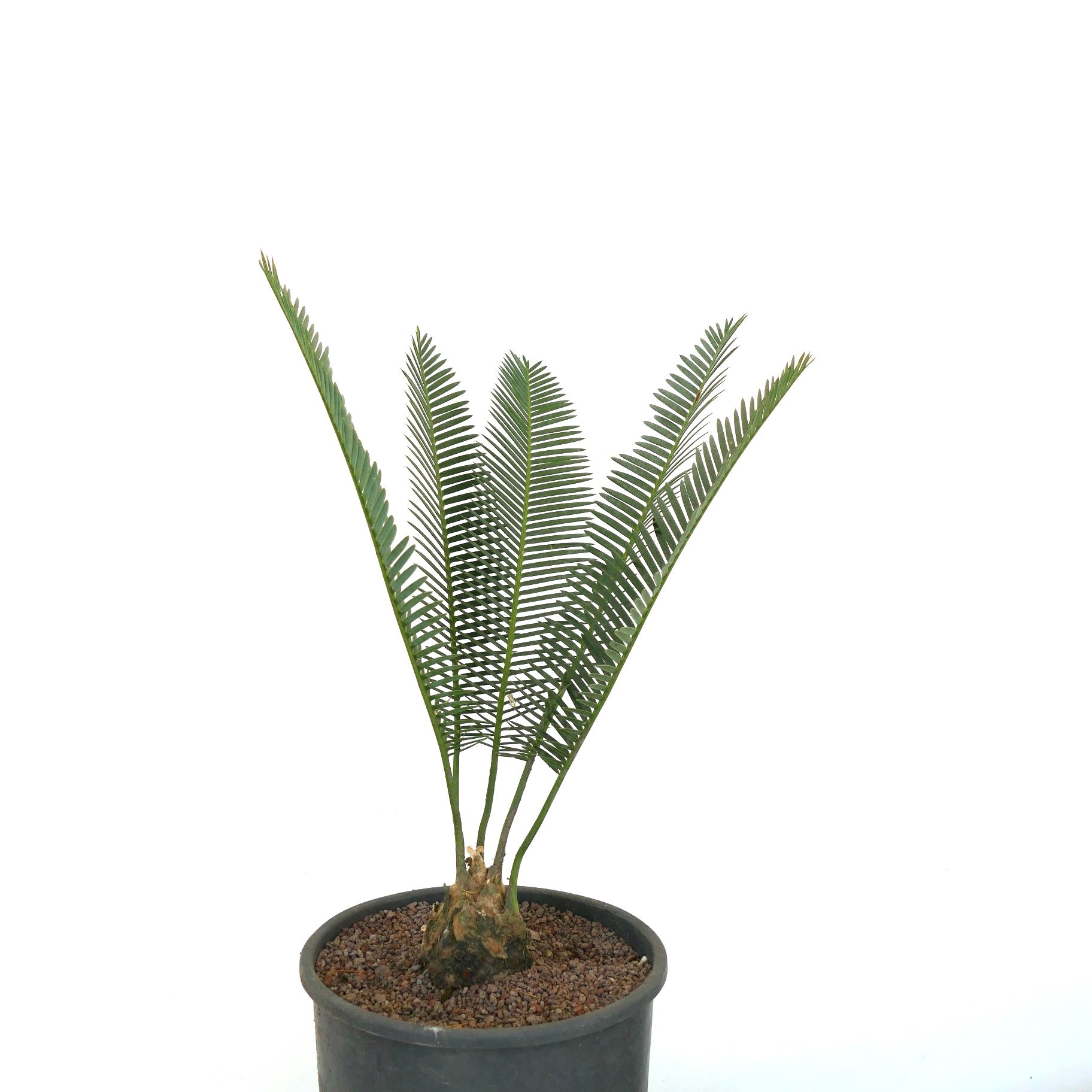 Dioon edule mit schlanken grünen gefiederten Blättern und rauer Textur des Stamms im schwarzen Topf