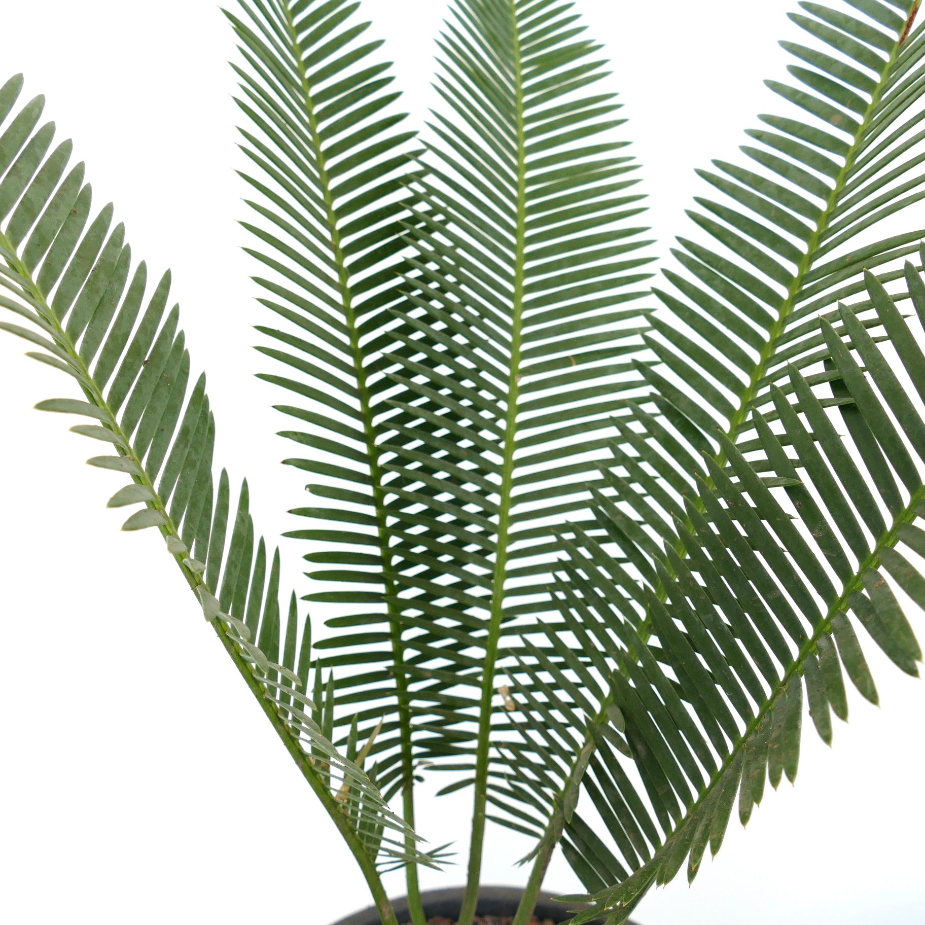 Dioon edule üppig grüne gefiederte Blätter mit starren Blättchen in einer Topfpflanze