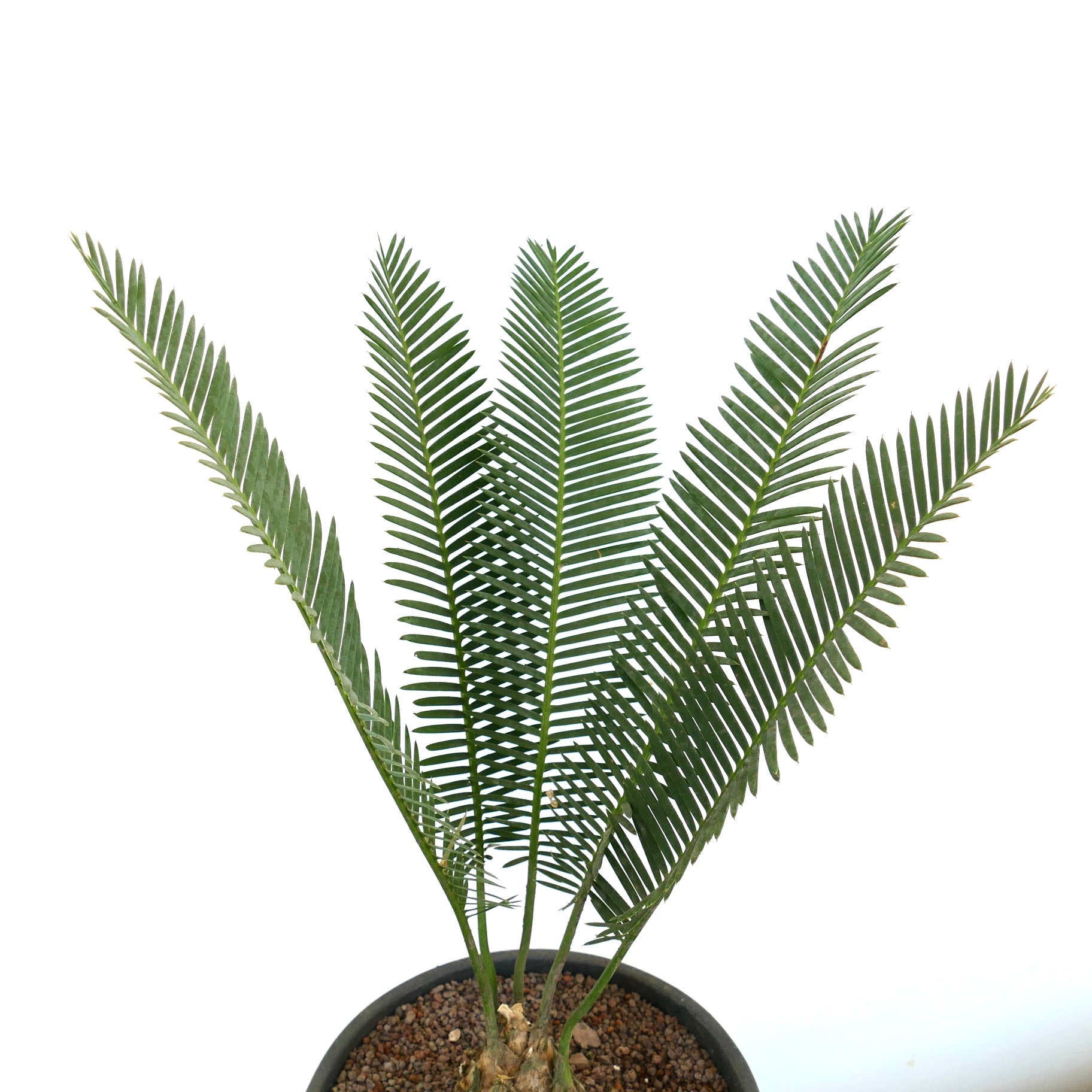 Dioon edule grüne, gefiederte Blätter, Palmfarne mit strukturierten Stämmen im Topf