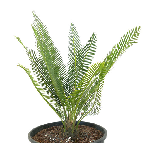 Dioon edule green cycad with long narrow leaflets and textured trunk in pot