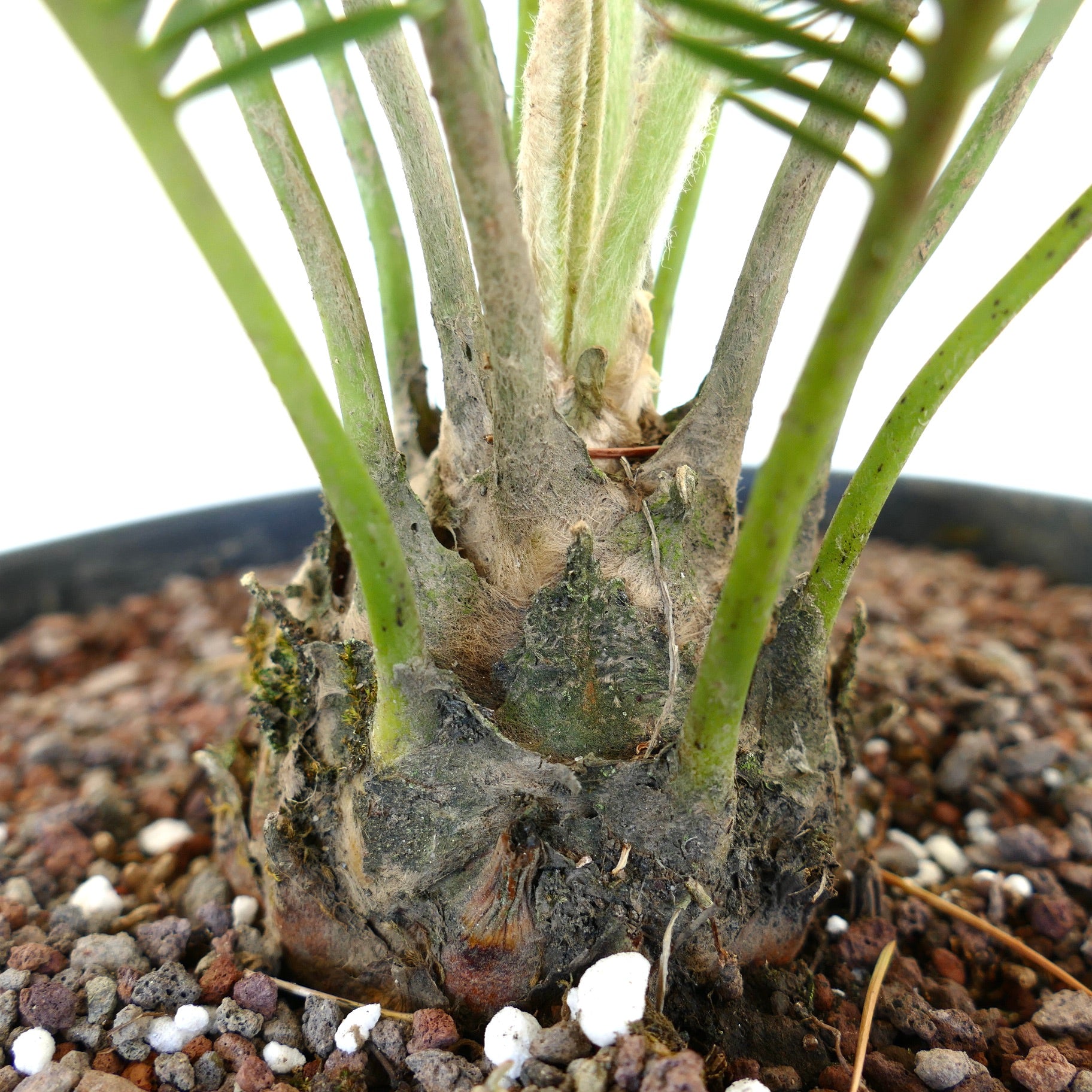 Dioon edule con un caudice spesso, foglie verdi emergenti e corteccia strutturata in terreno roccioso