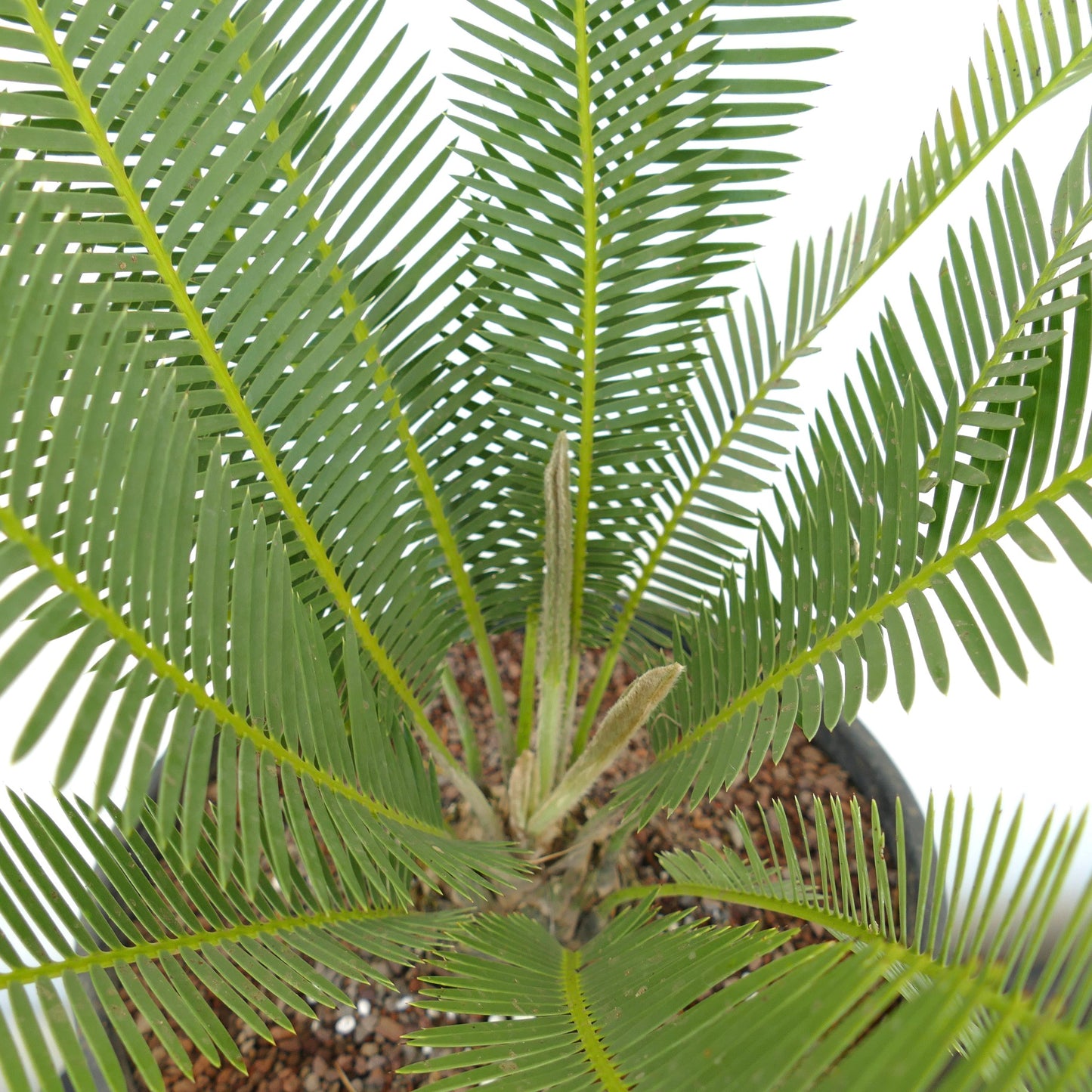 Dioon edule cicadacea verde con foglie piumate pennate e nuove fronde pelose che spuntano