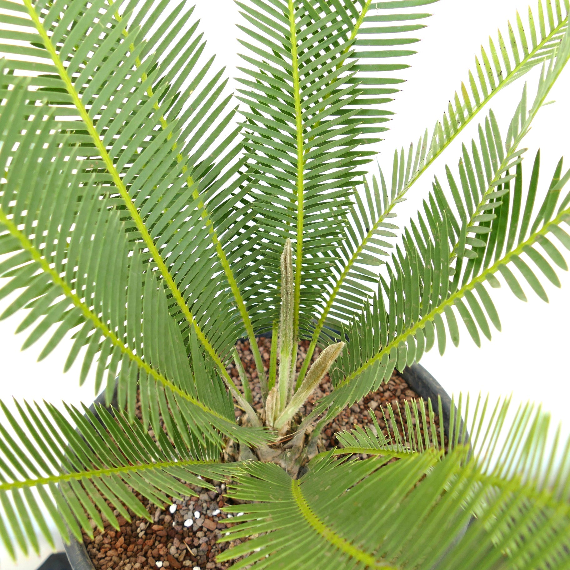 Pianta giovane di Dioon edule con foglie pinnate di un verde brillante e nuova crescita lanuginosa in vaso