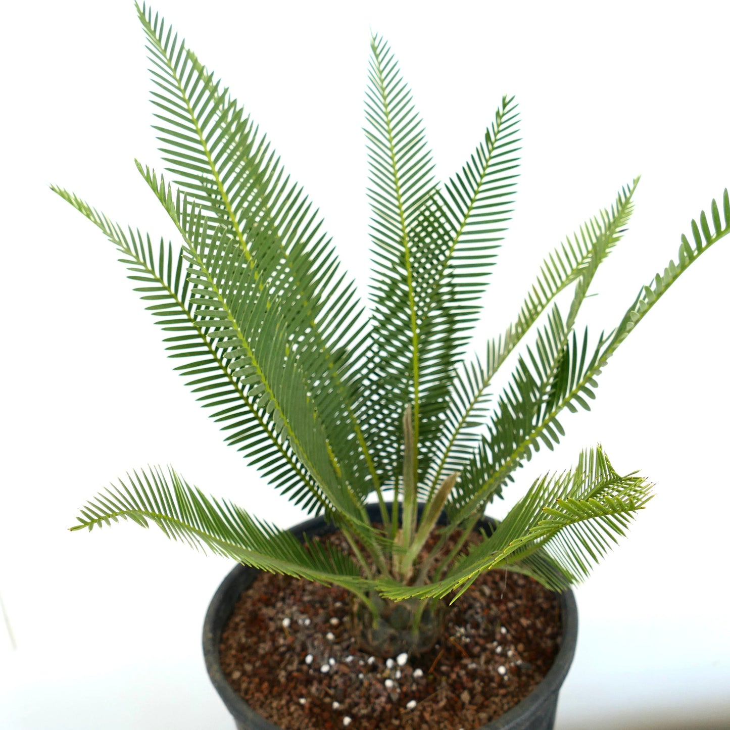Dioon edule cicadea verde con foglioline lunghe e strette e tronco strutturato in vaso nero