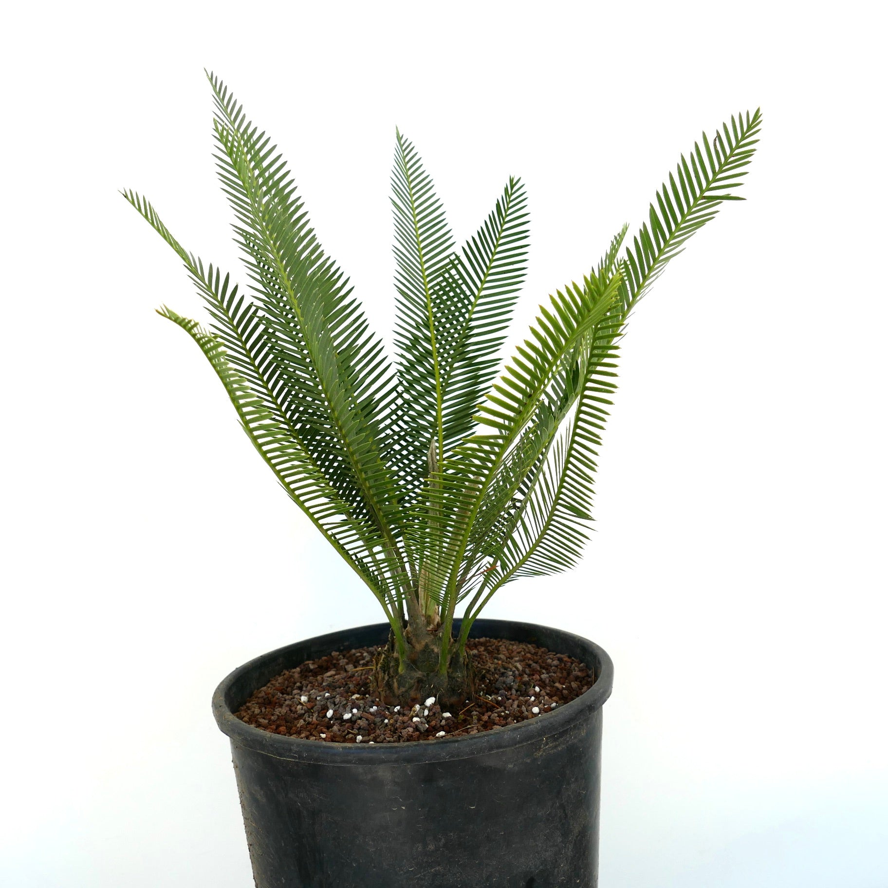 Dioon edule con sottili foglioline verdi e tronco scolpito in vaso nero da vivaio