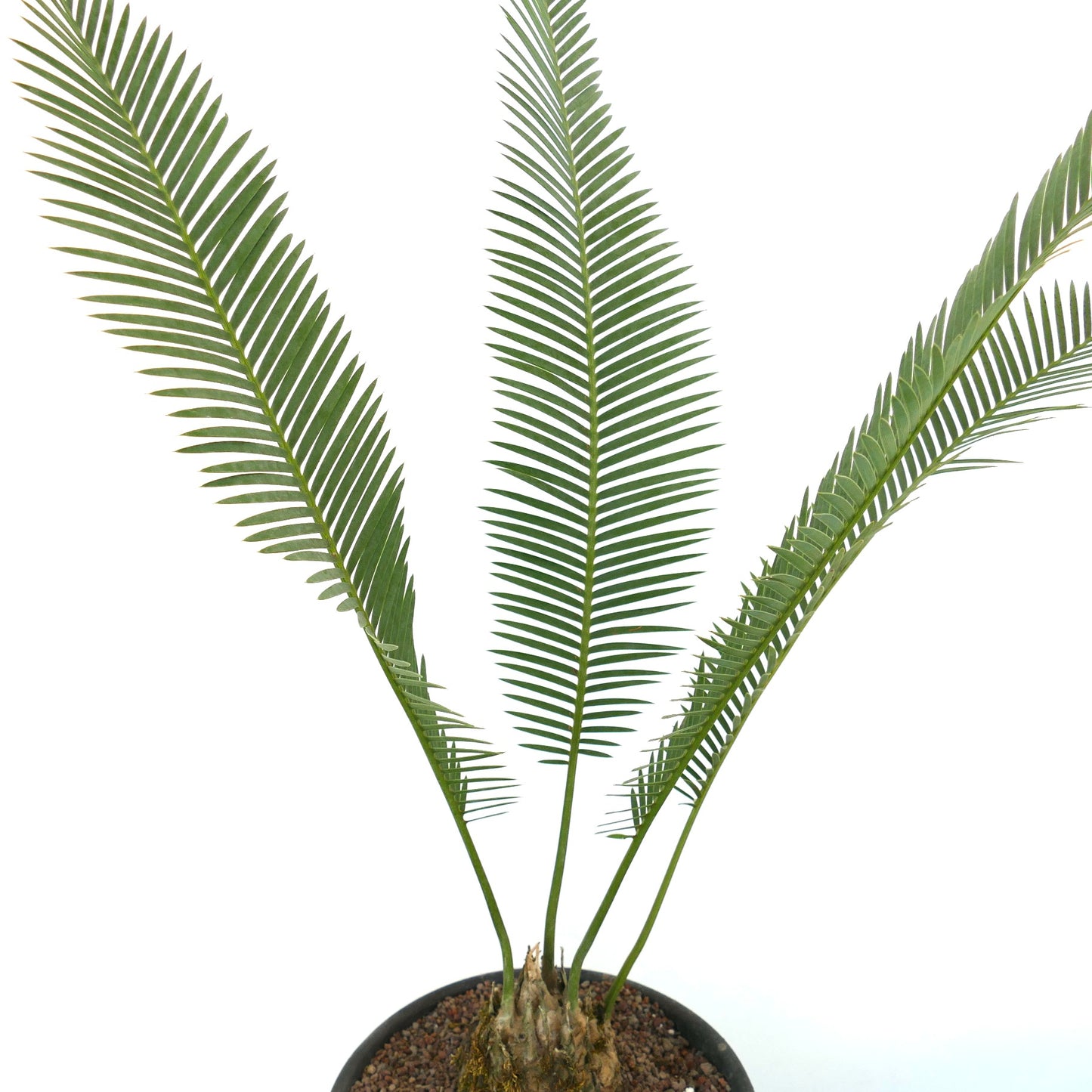 Dioon edule rare caudex cycad with long green pinnate leaves in pot