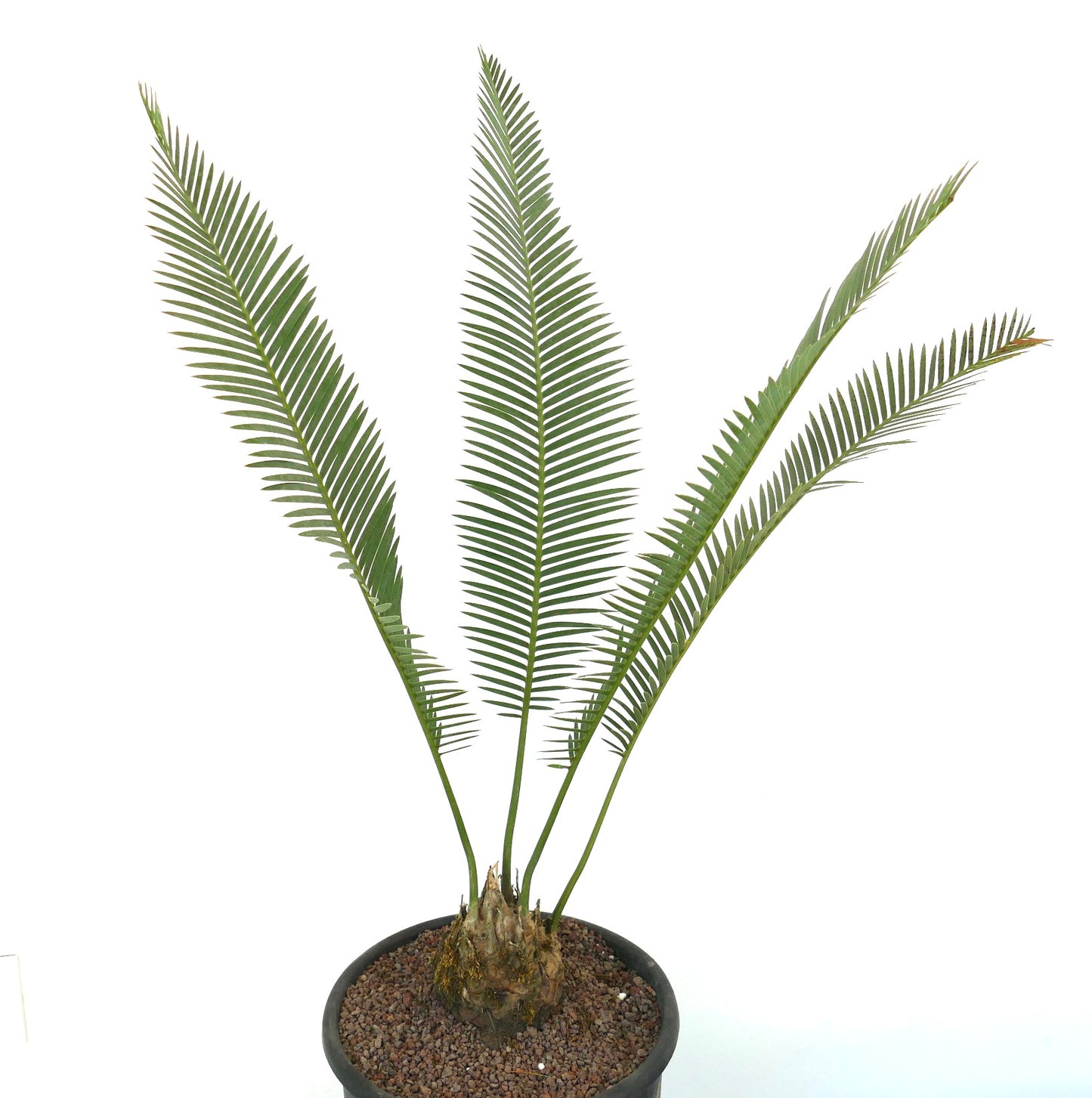 Dioon edule rare caudex plant with long green pinnate leaves in black pot