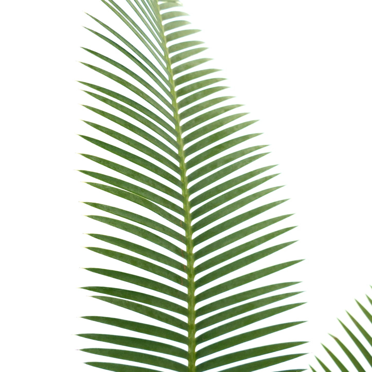 Dioon edule long green pinnate leaves with smooth texture and symmetrical arrangement