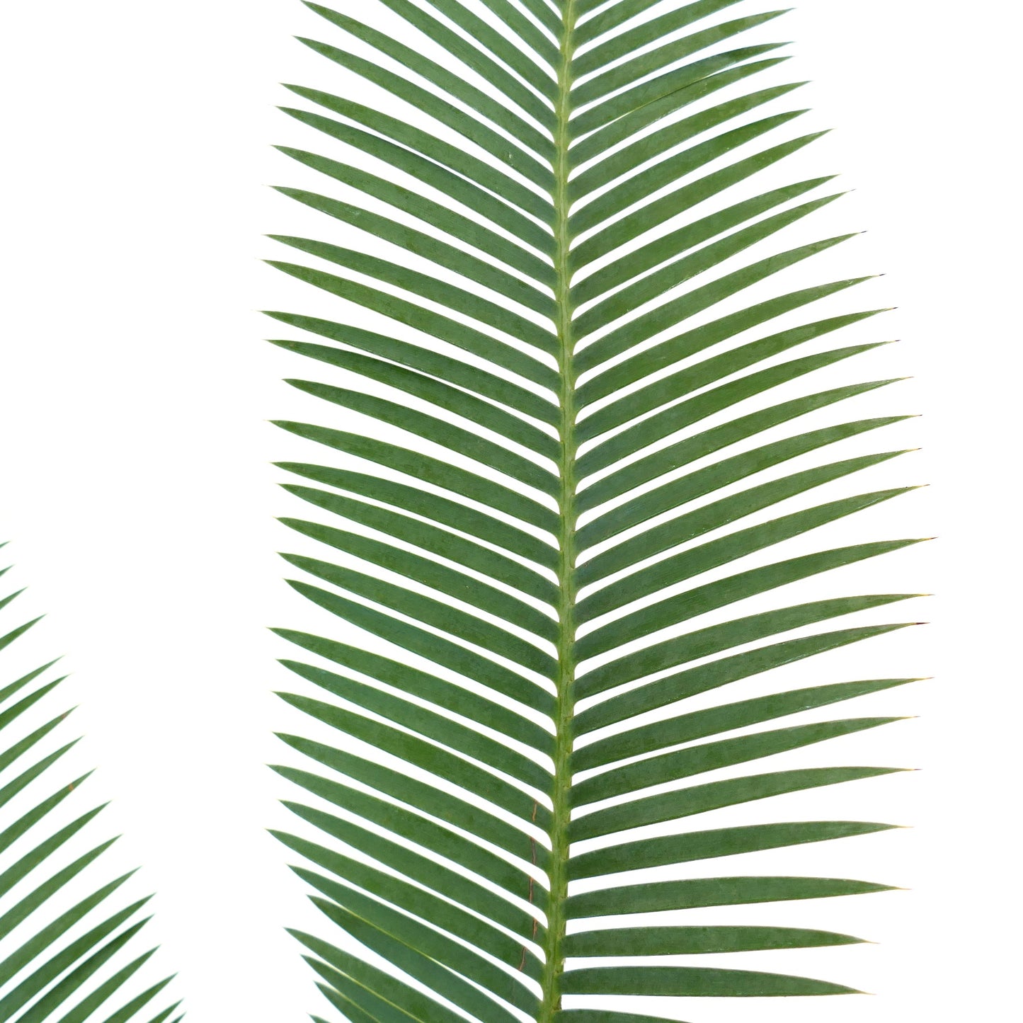Dioon edule long green pinnate leaves with sharp tips and smooth texture