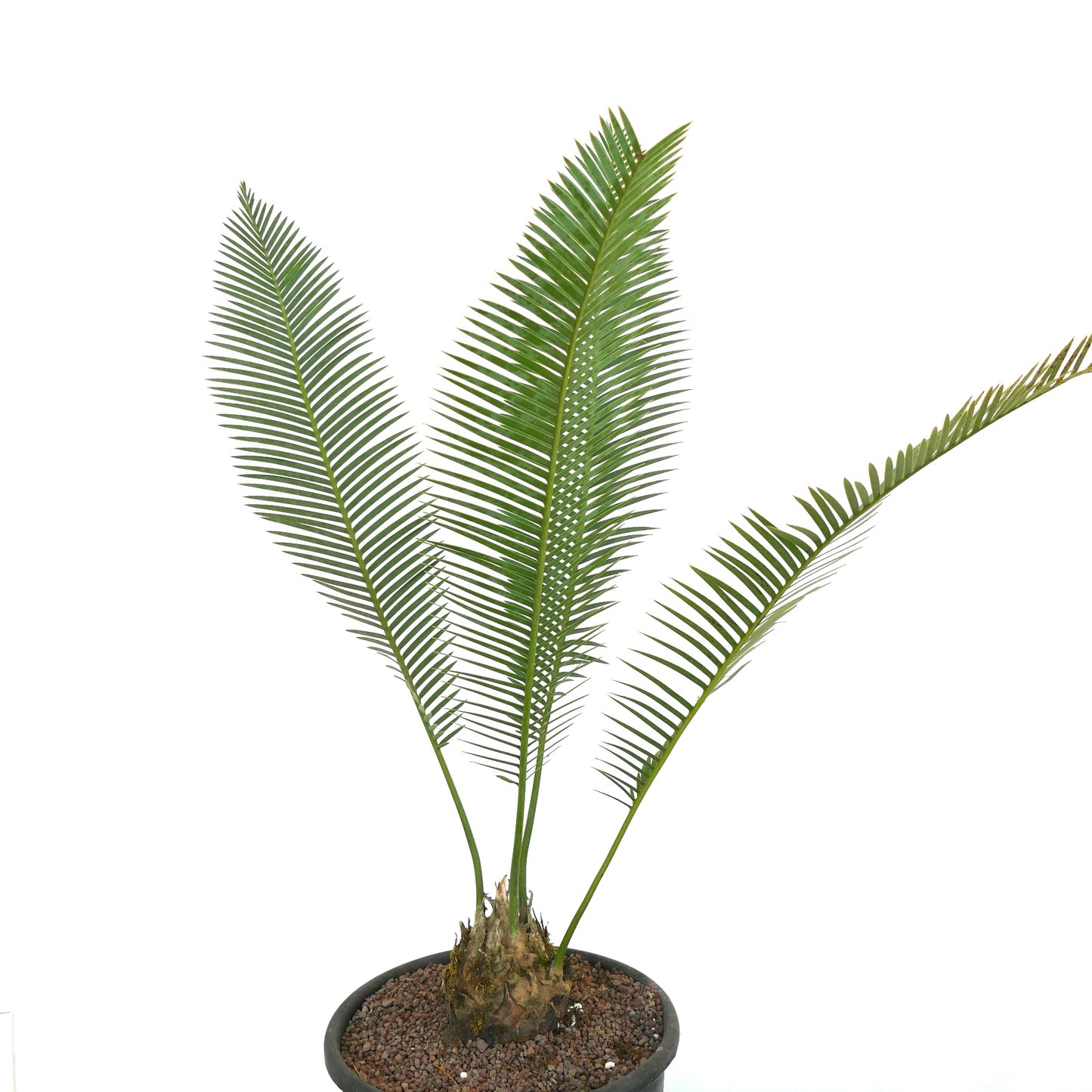 Dioon edule rare caudex cycad with long green pinnate leaves in pot