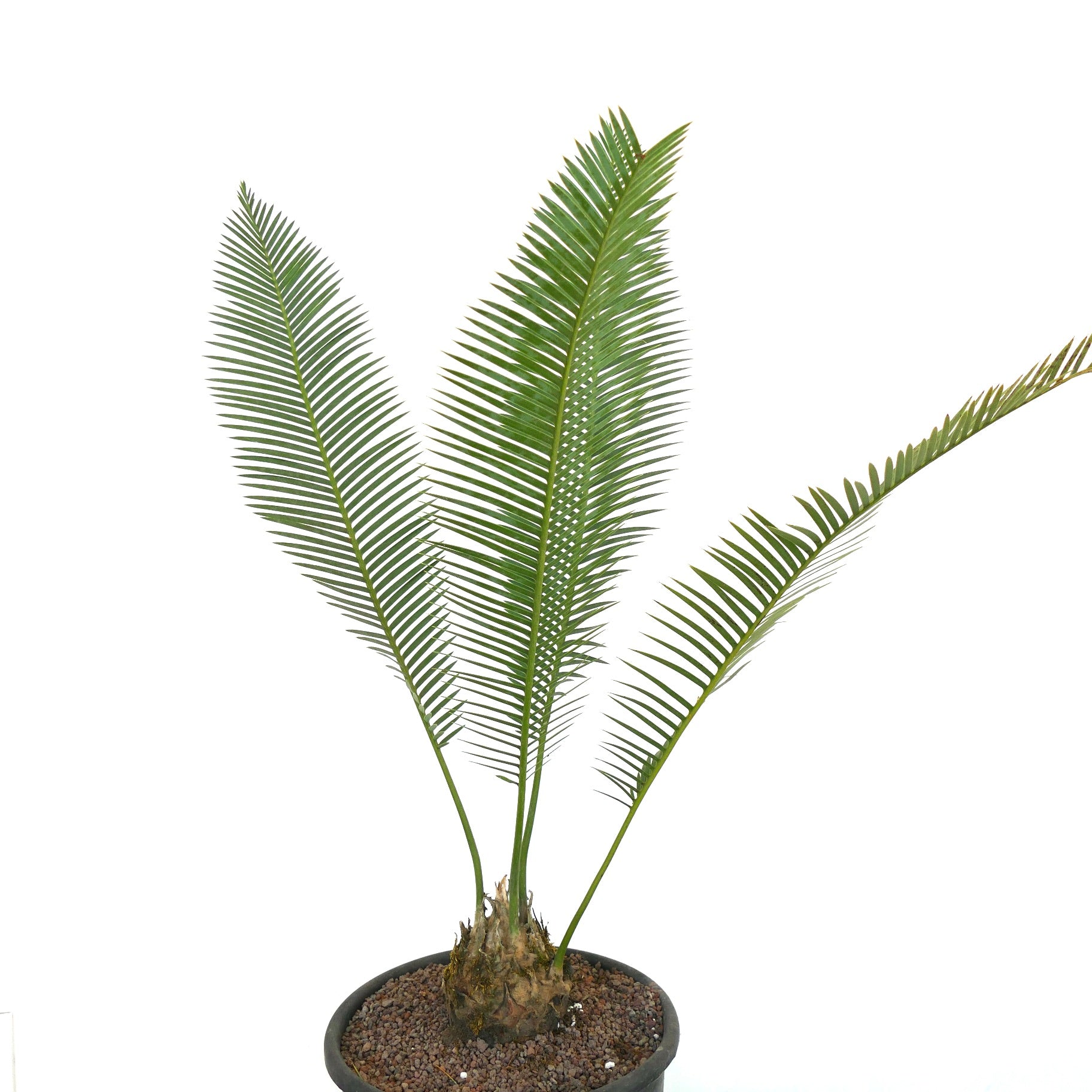 Dioon edule rare caudex cycad with long green pinnate leaves in pot