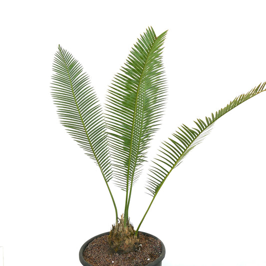Dioon edule rare caudex cycad with long green pinnate leaves in pot
