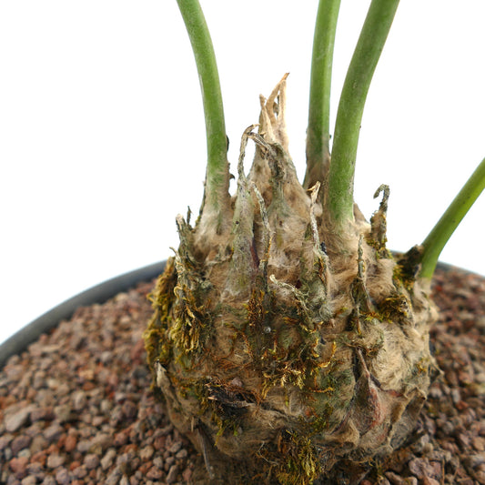 Dioon edule caudex with green stems and textured brown fibrous base in potting soil