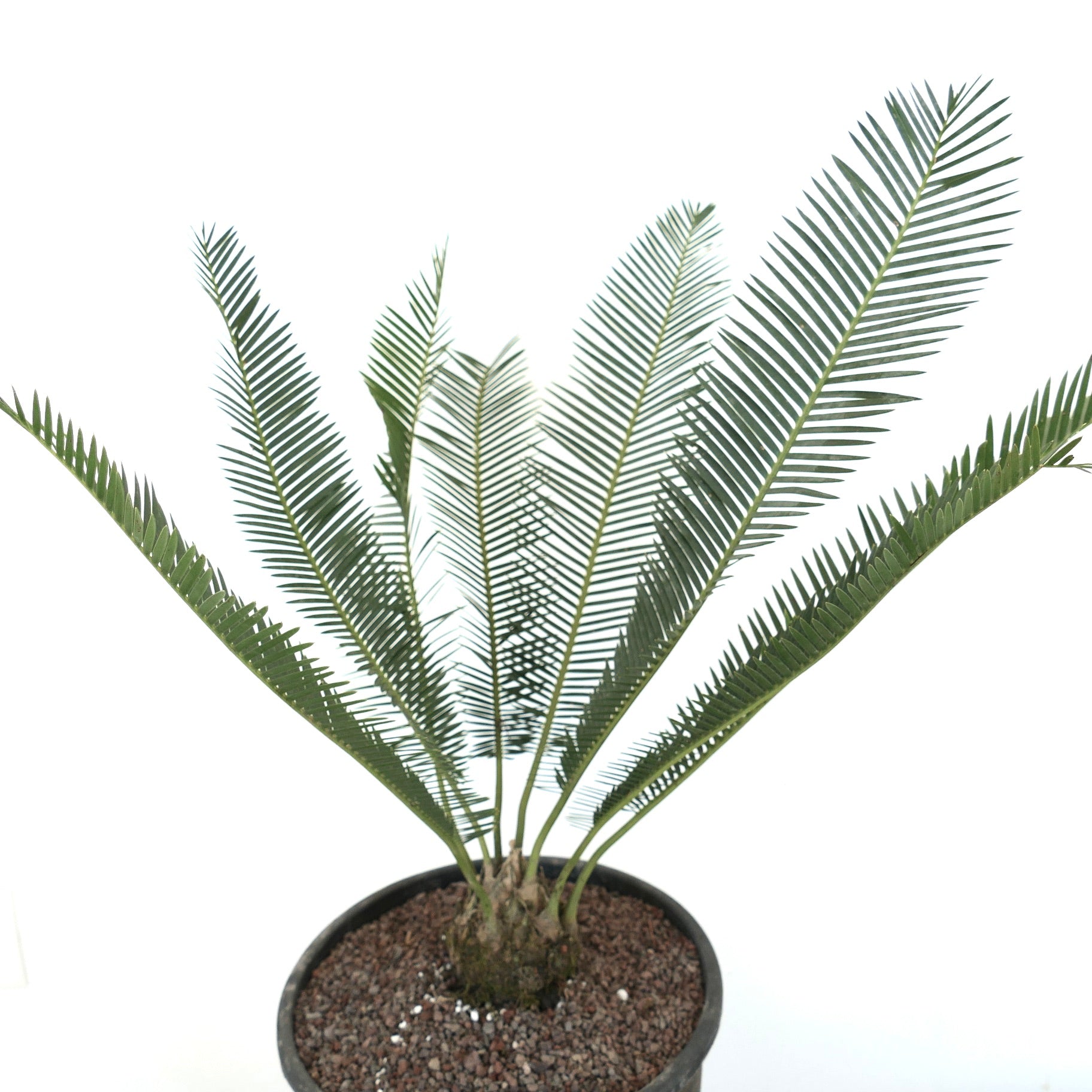 Dioon edule slender green pinnate leaves with textured trunk in black pot