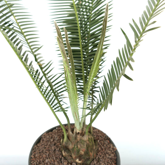 Dioon edule juvenile caudex with long green pinnate leaves and textured stem