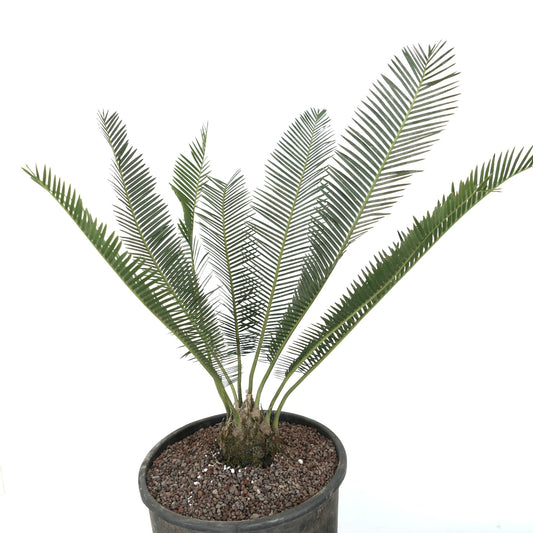 Dioon edule rare cycad with long slender green leaflets and thick trunk in pot