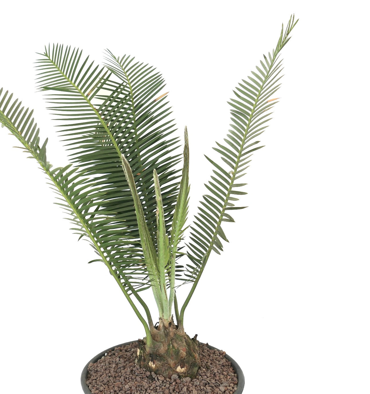 Dioon edule rare caudex cycad with long green pinnate leaves in pot