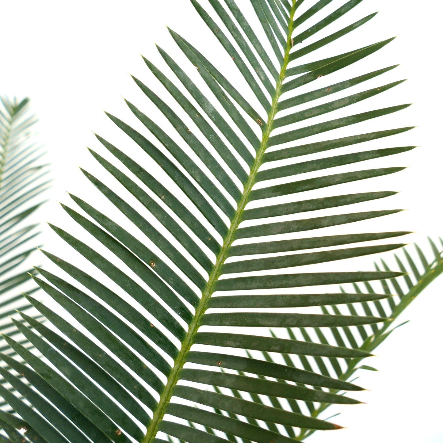 Dioon edule pinnate dark green leaves with sharp leaflets and smooth texture