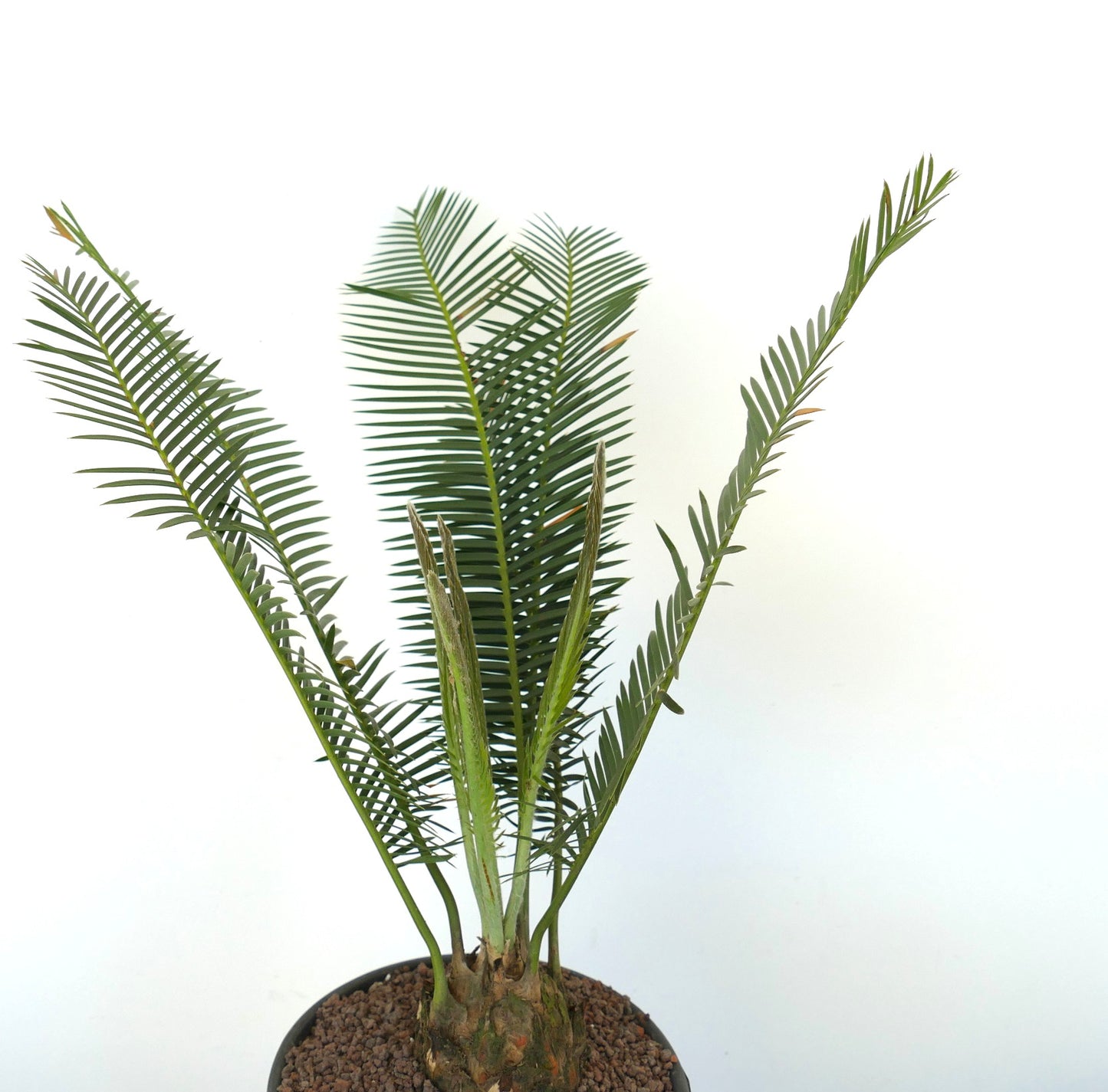 Dioon edule rare caudex plant with long green pinnate leaves and textured stem