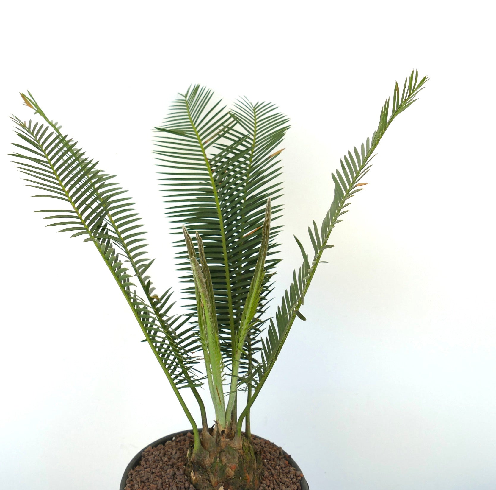 Dioon edule rare caudex plant with long green pinnate leaves and textured stem