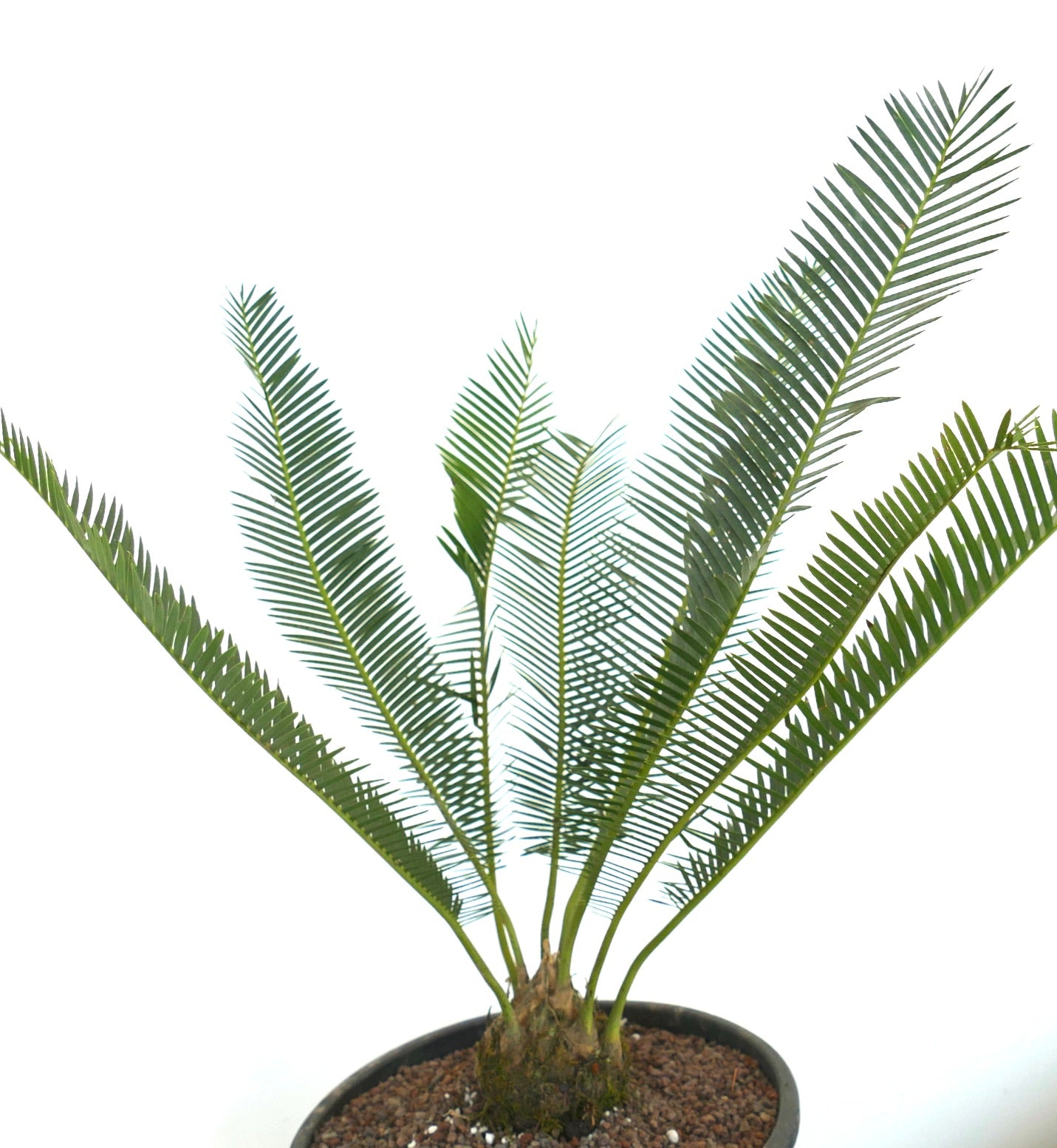 Dioon edule rare cycad with long slender green leaflets and thick trunk in pot