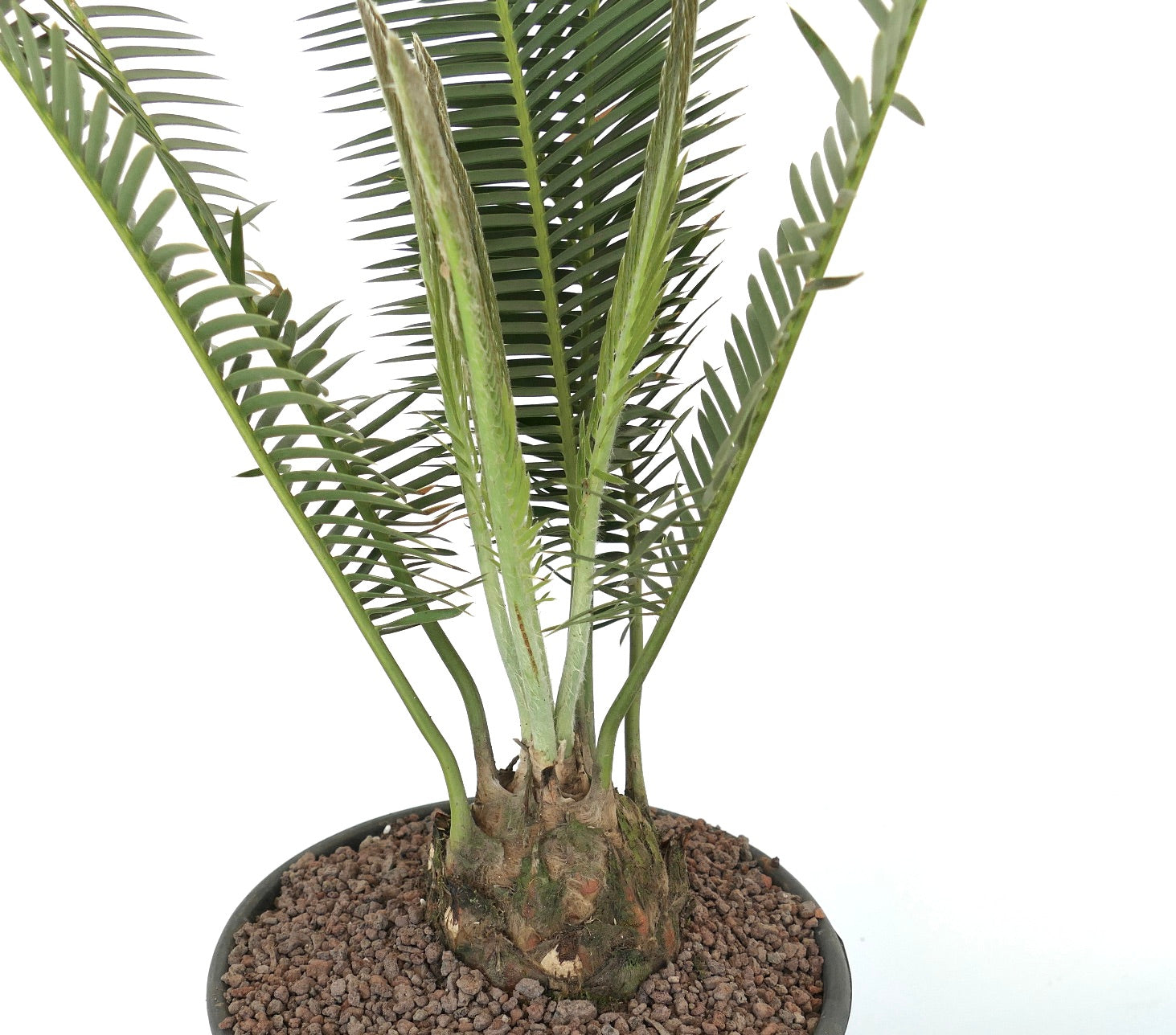 ディオーン・エドゥレ | Botanical Archive | あなたの室内