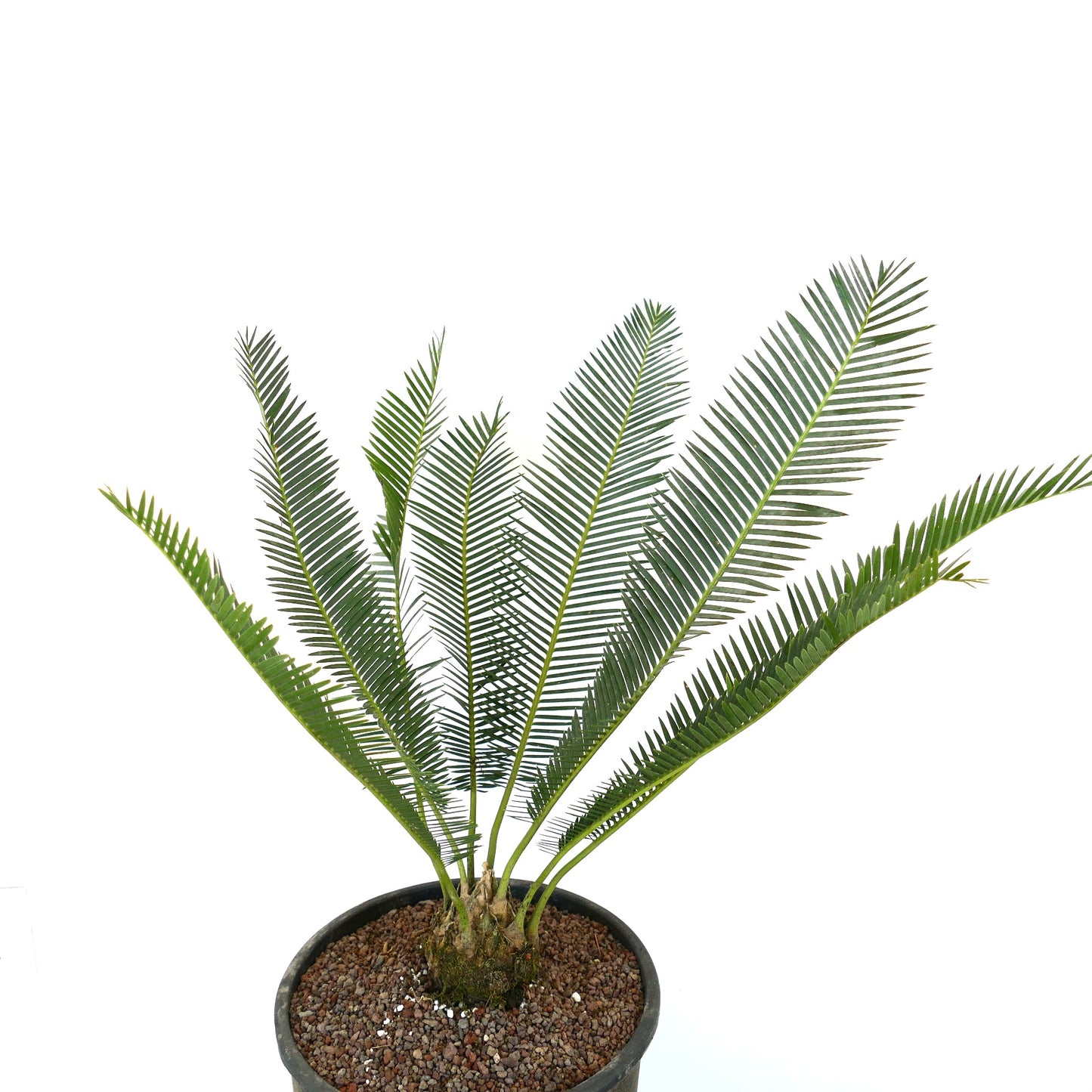 Dioon edule rare cycad with long green pinnate leaves and thick caudex in pot