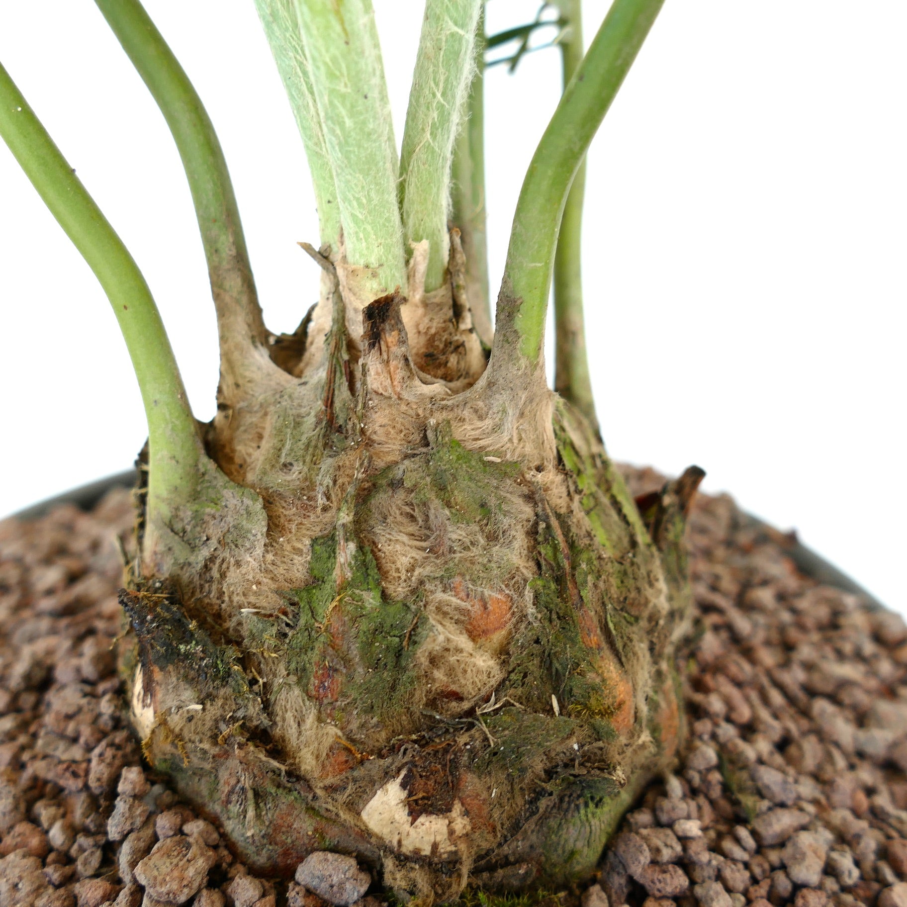 Dioon edule caudex with thick textured base and emerging green stems succulent plant