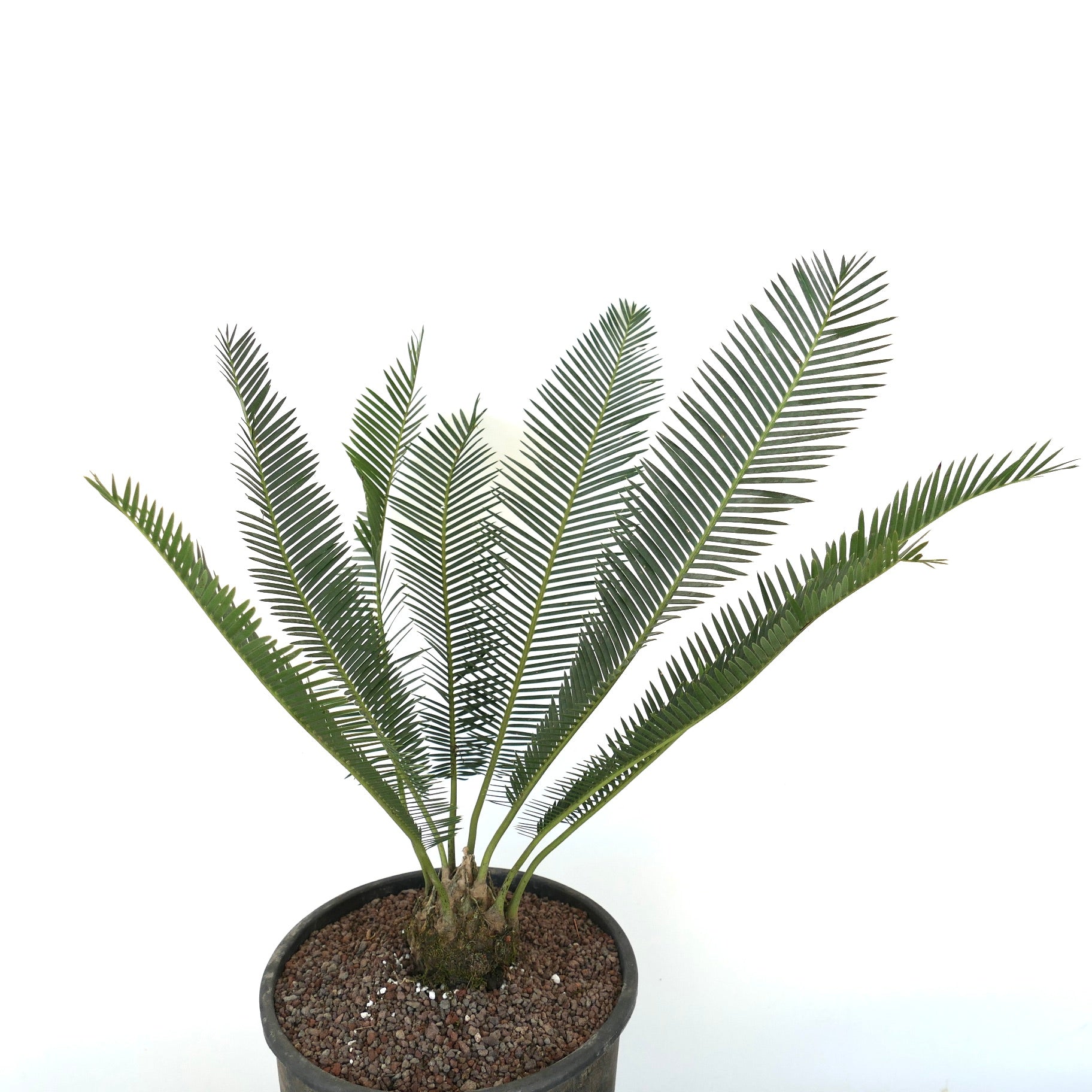 Dioon edule slender green pinnate leaves cycads in black pot with rocky soil