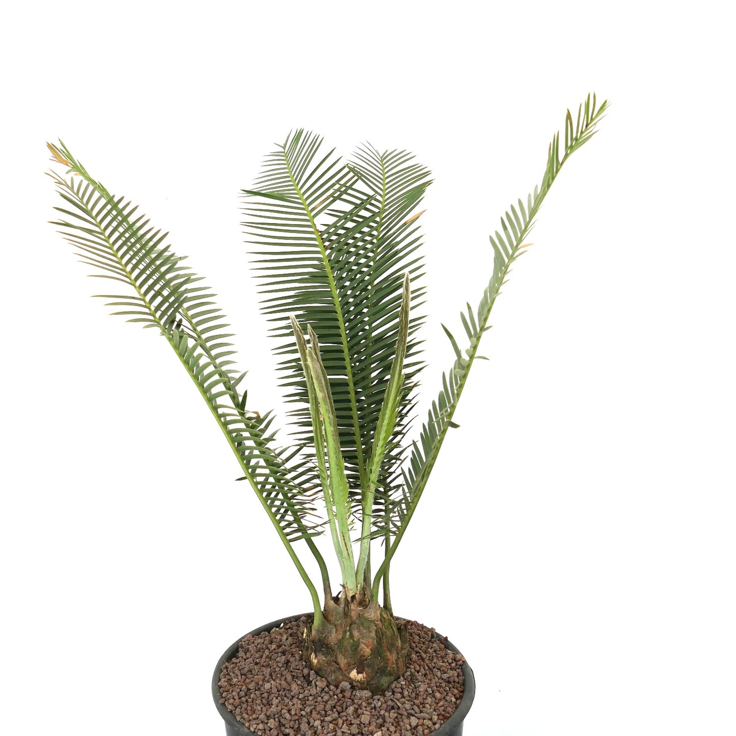Dioon edule rare caudex plant with long green pinnate leaves in pot