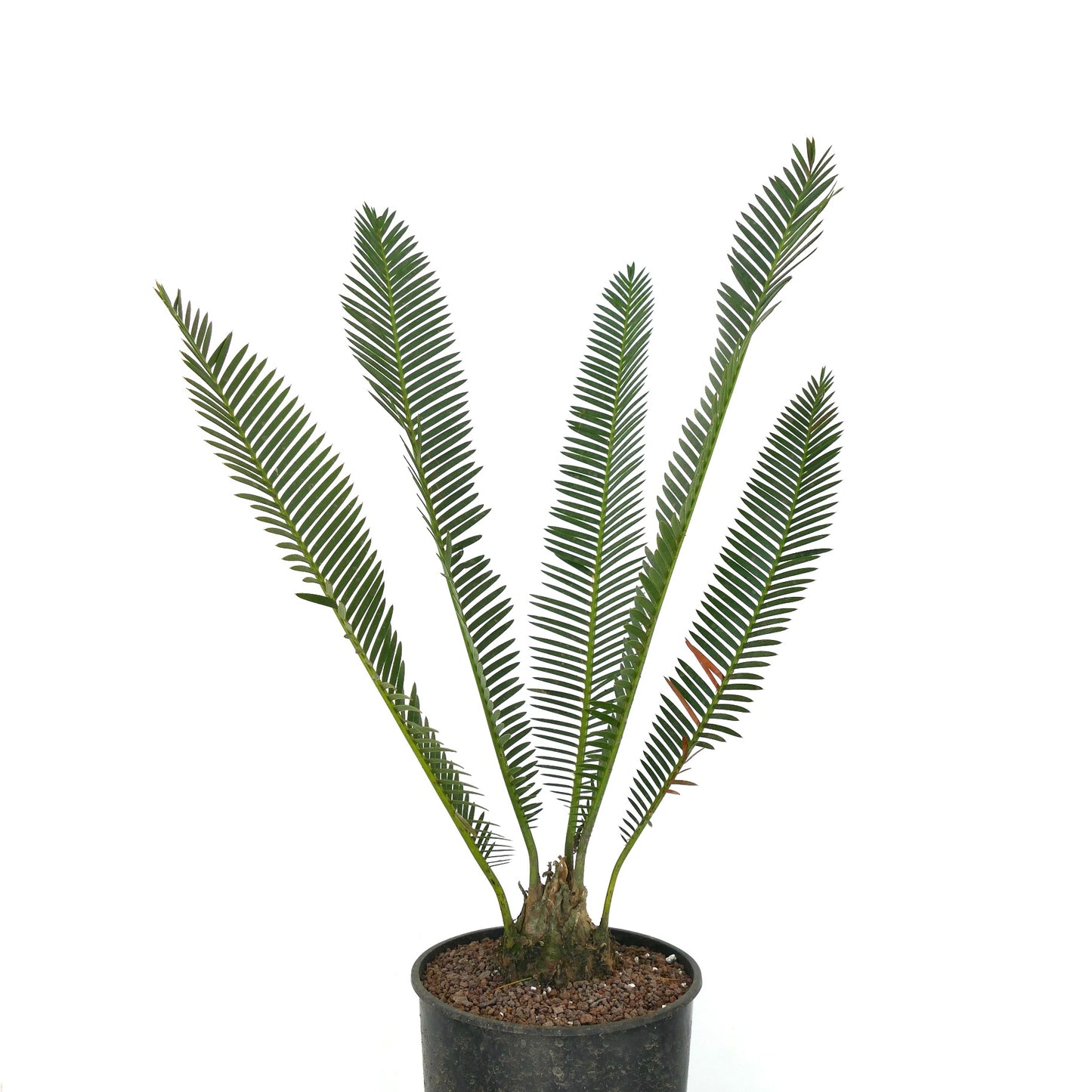 Dioon edule slender green leaves with spiny edges in black pot specimen plant