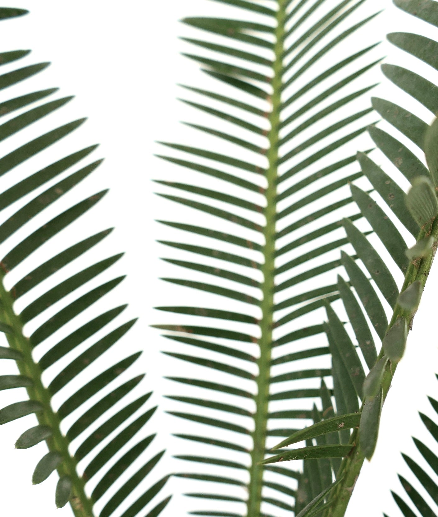 ディオーン・エドゥレ | Botanical Archive | 永遠のエレガンスを発見する